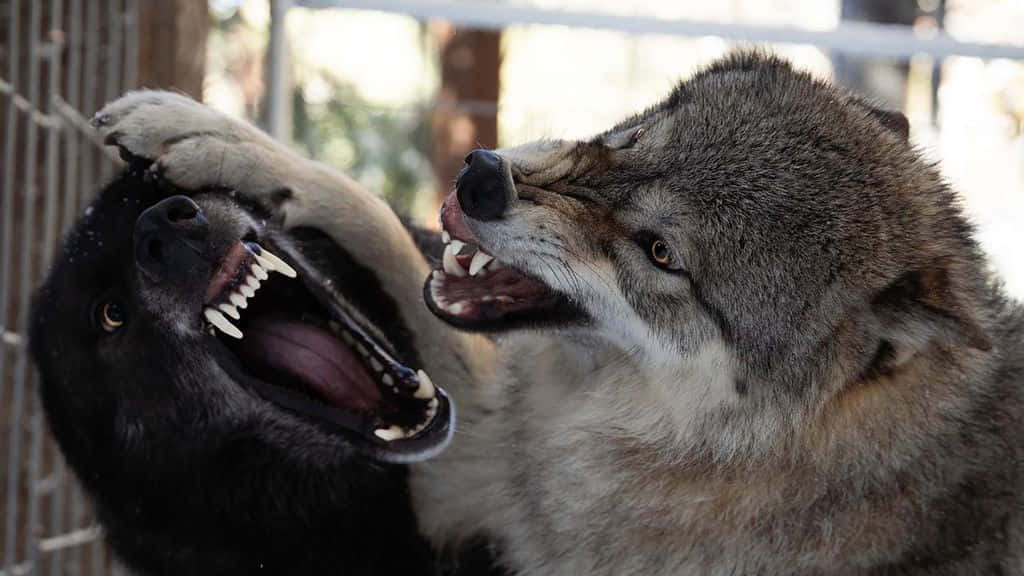 Wolfdog, wire fence, two wolves, SD Desktop Wallpaper