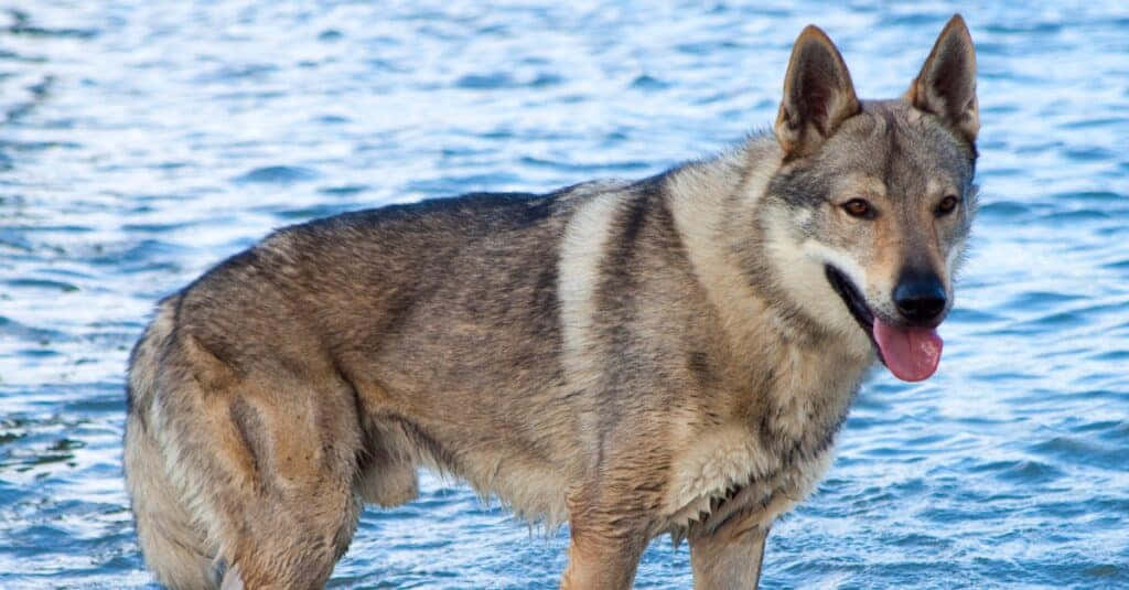 Wolfdog, forest, rippling blue water, SD Desktop Wallpaper