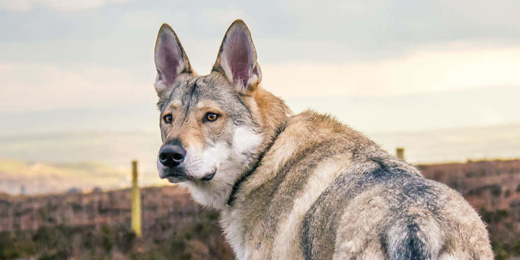 Wolfdog, amber eyes, misty open field, SD Desktop Wallpaper