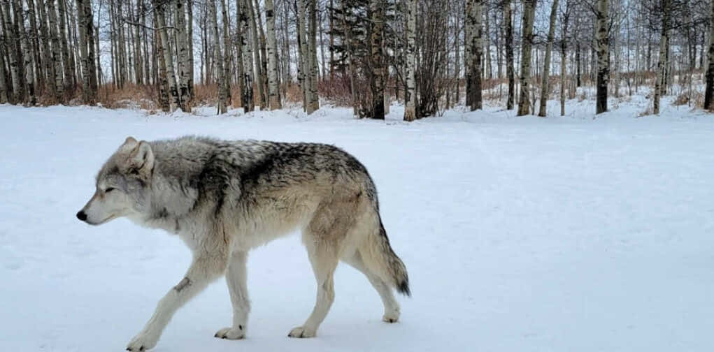 Wolfdog, gray wolf, snowy forest, SD Desktop Wallpaper