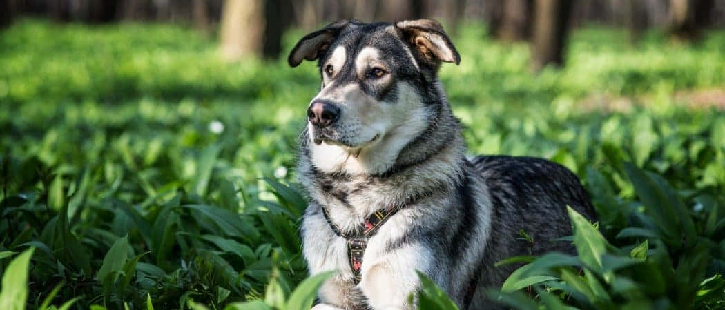 Wolfdog, black and white, vibrant green grass, SD Desktop Wallpaper