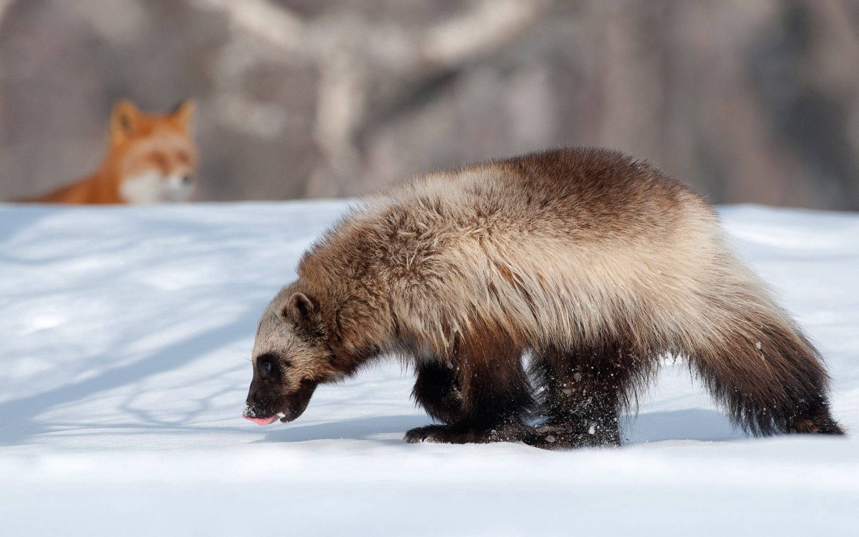 wolverine, snow, red fox, HD Desktop Wallpaper