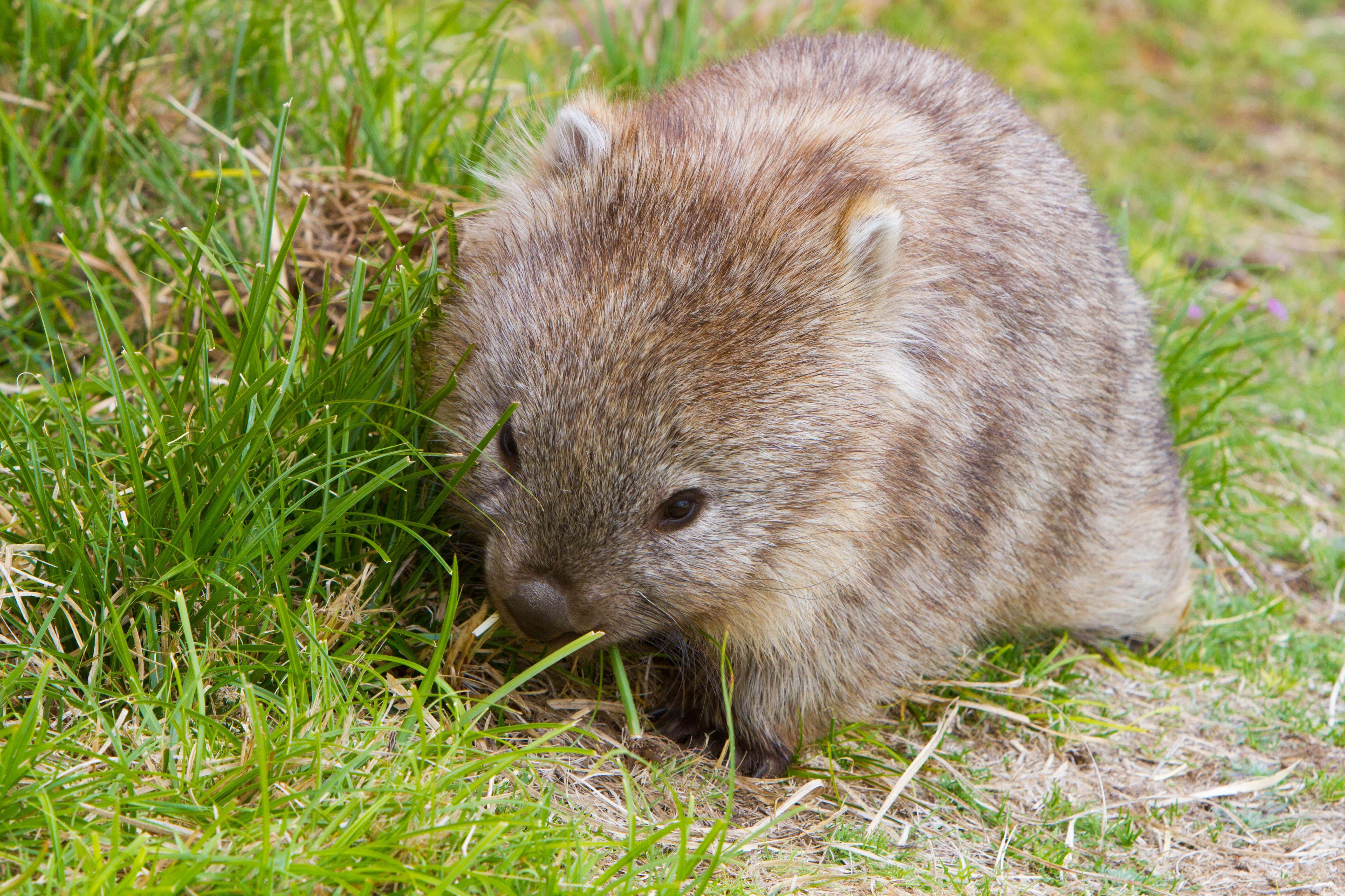 wombat, vibrant green grass, sunlit meadow, 5K Desktop Wallpaper
