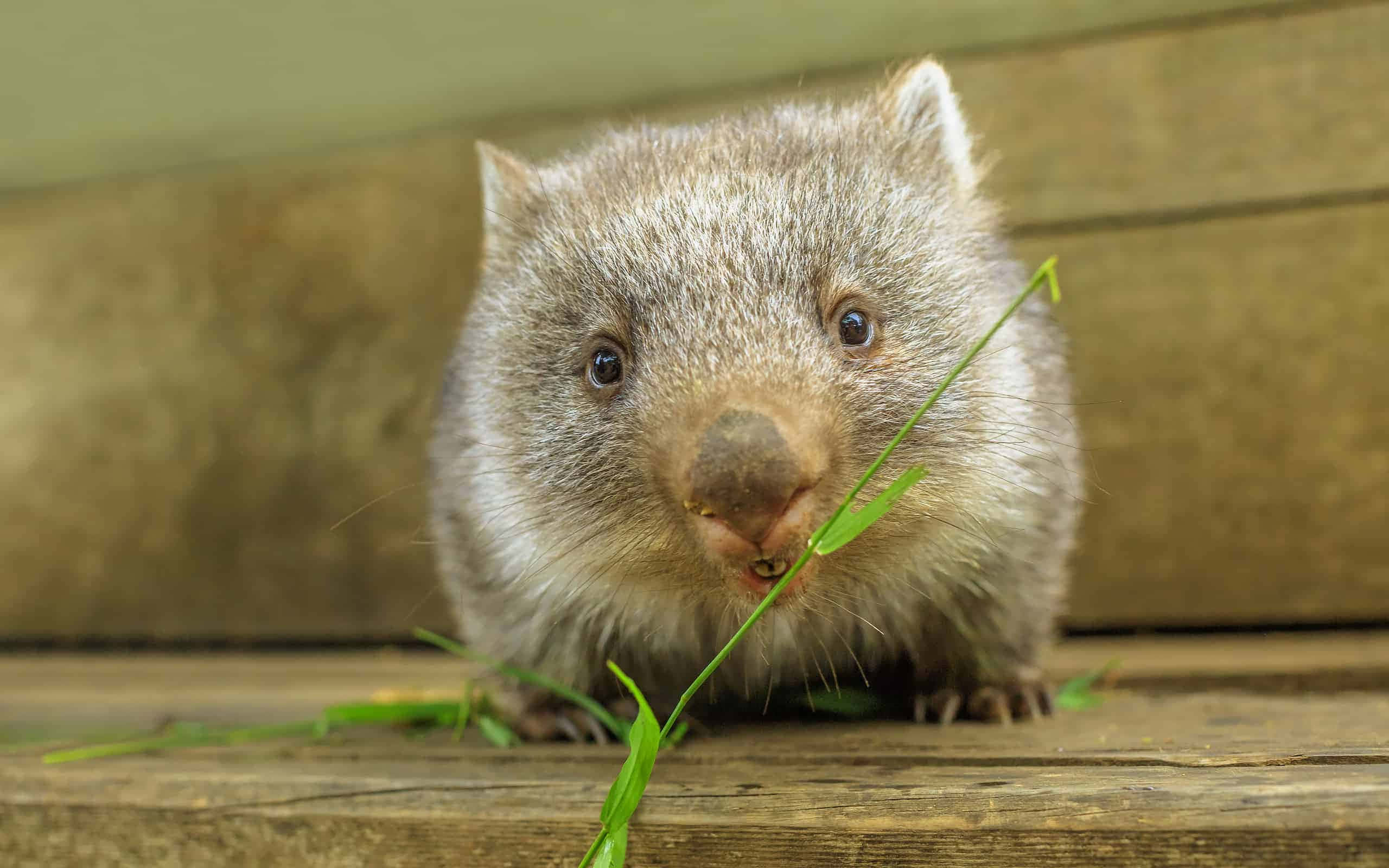 wombat, fluffy gray, green grass, 2K Desktop Wallpaper
