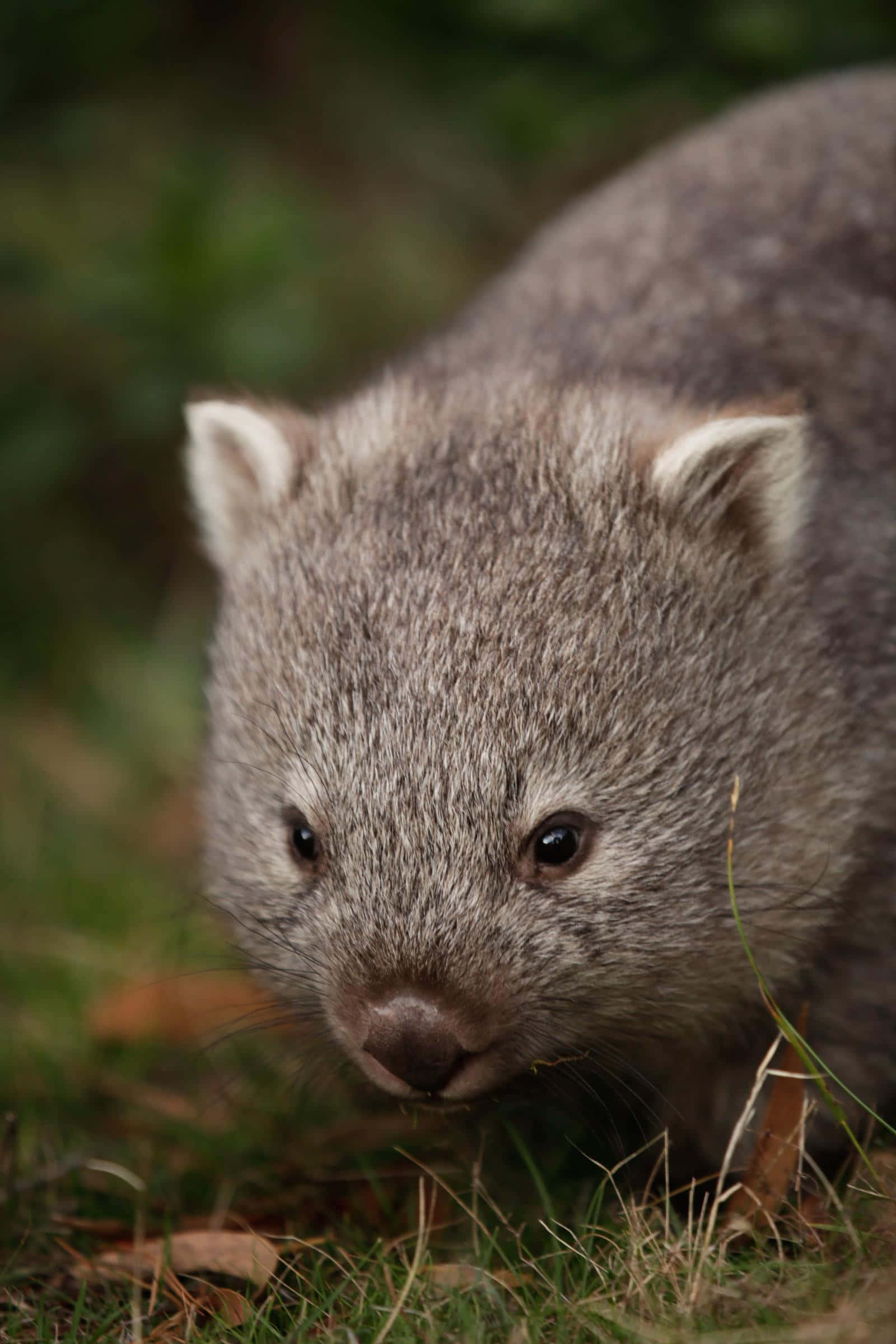 wombat, furry gray, dark eyes, Full HD Phone Wallpaper