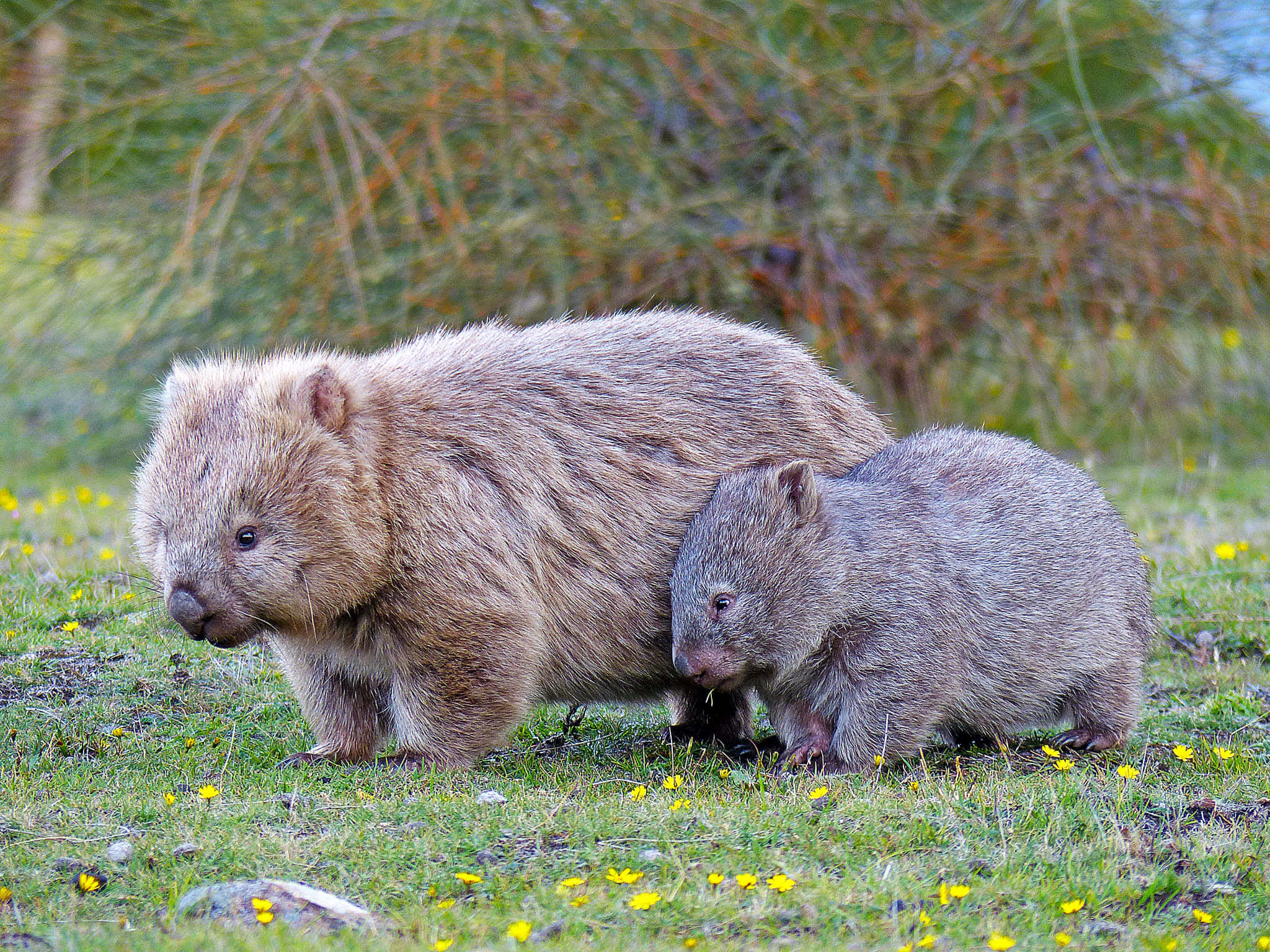 wombats, adult, juvenile, Full HD Desktop Wallpaper