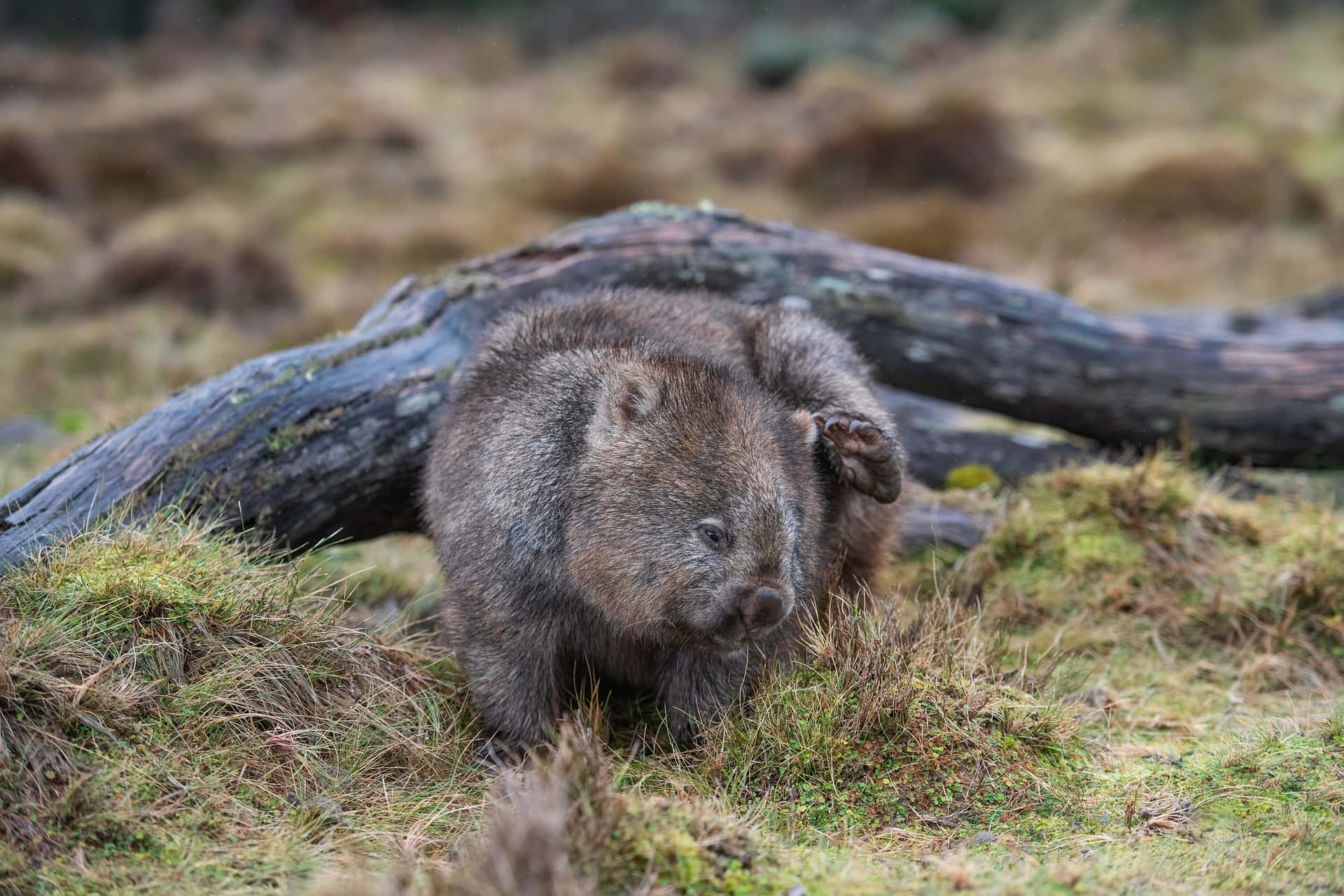 wombat, mossy grassy field, weathered fallen log, Full HD Desktop Wallpaper