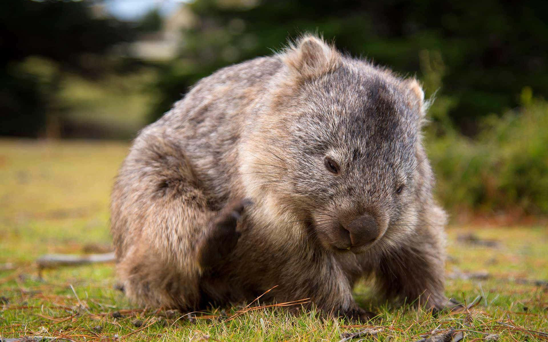 wombat, fluffy gray, scratching its ear, Full HD Desktop Wallpaper