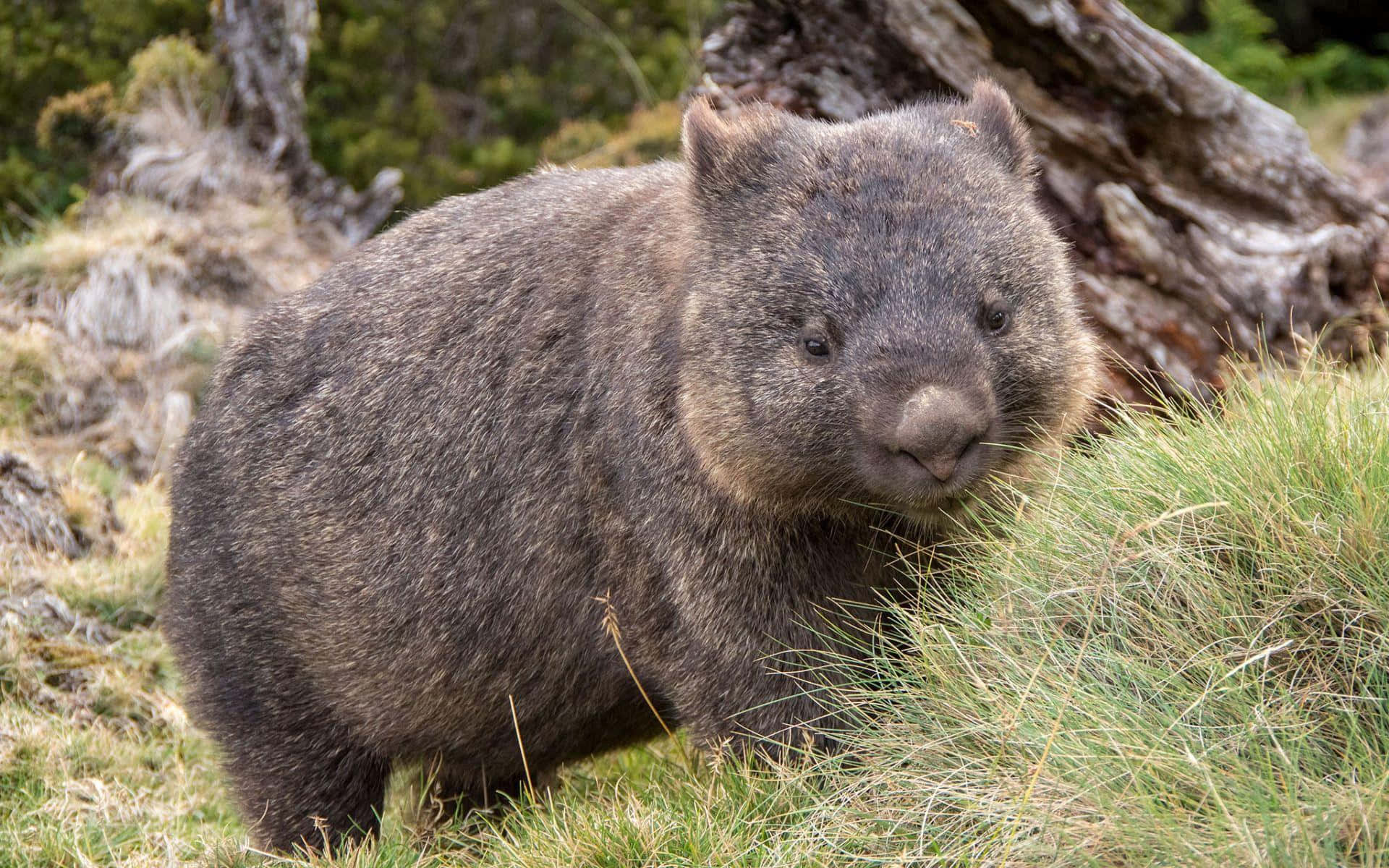 wombat, furry brown, tall grass, Full HD Desktop Wallpaper