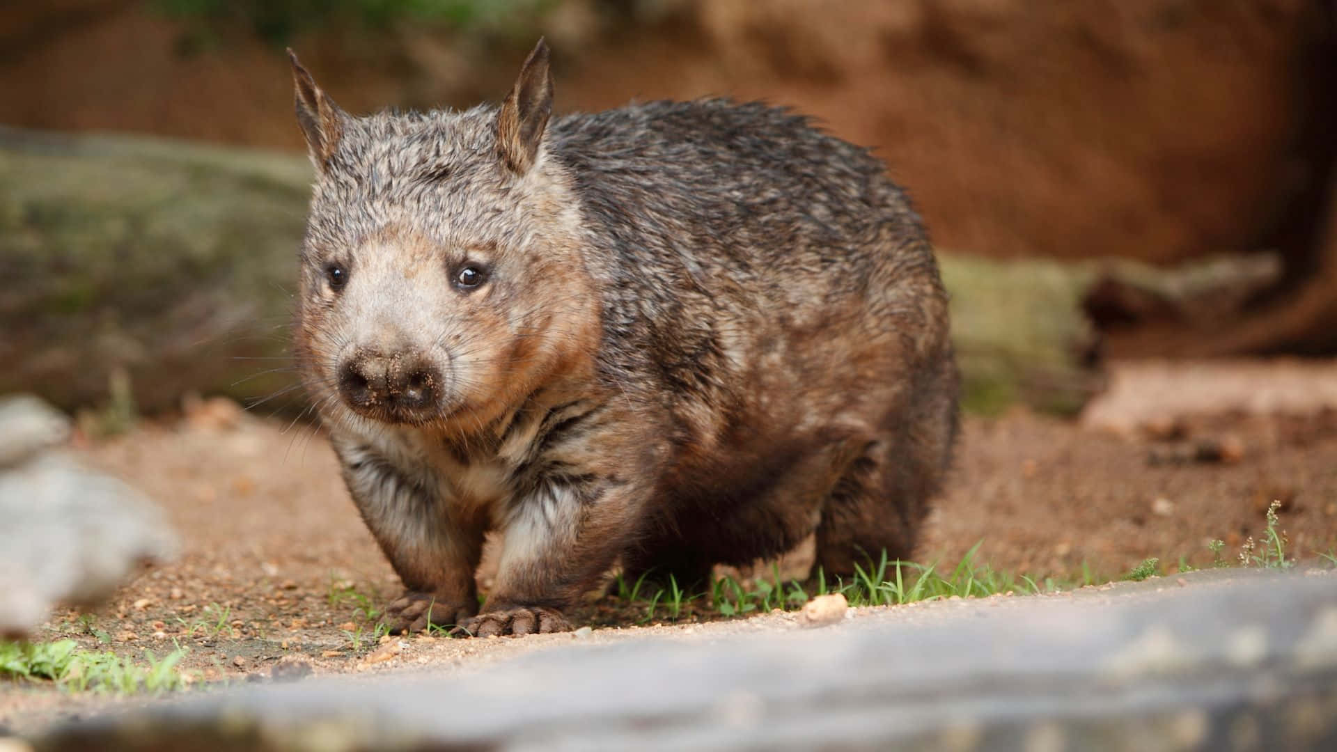 wombat, grayish-brown fur, dirt, Full HD Desktop Wallpaper