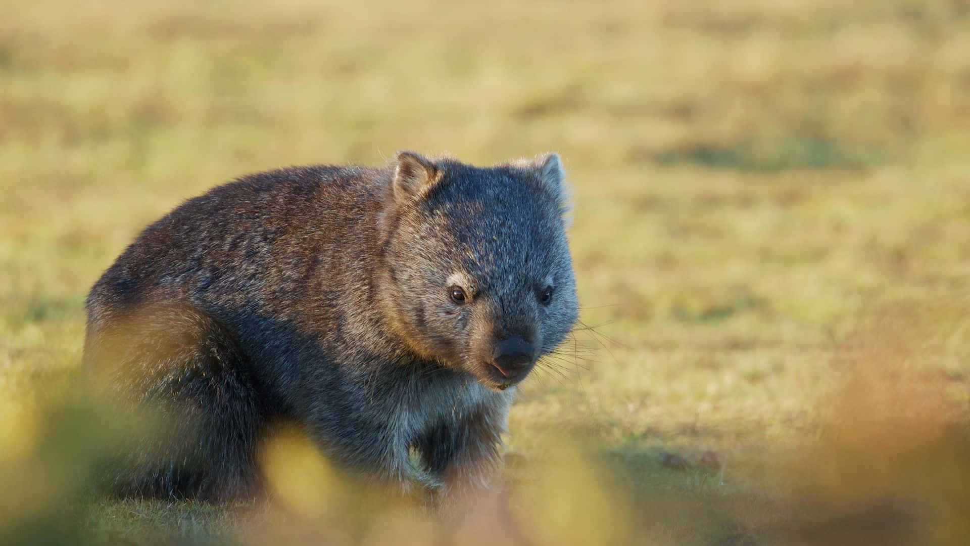 wombat, sunlit grassy field, blurred foreground foliage, Full HD Desktop Wallpaper