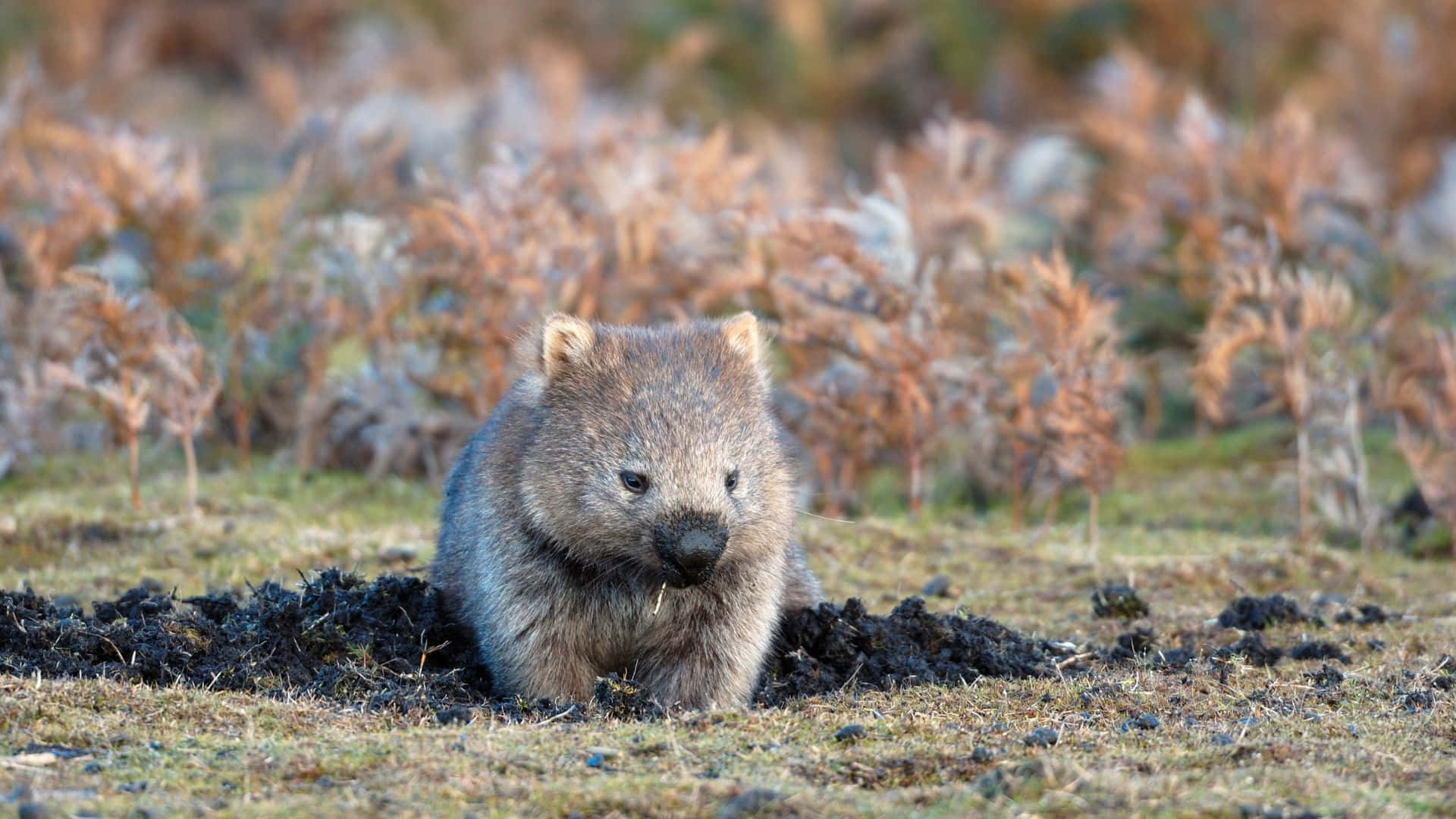 wombat, dark soil mound, grassy field, Full HD Desktop Wallpaper