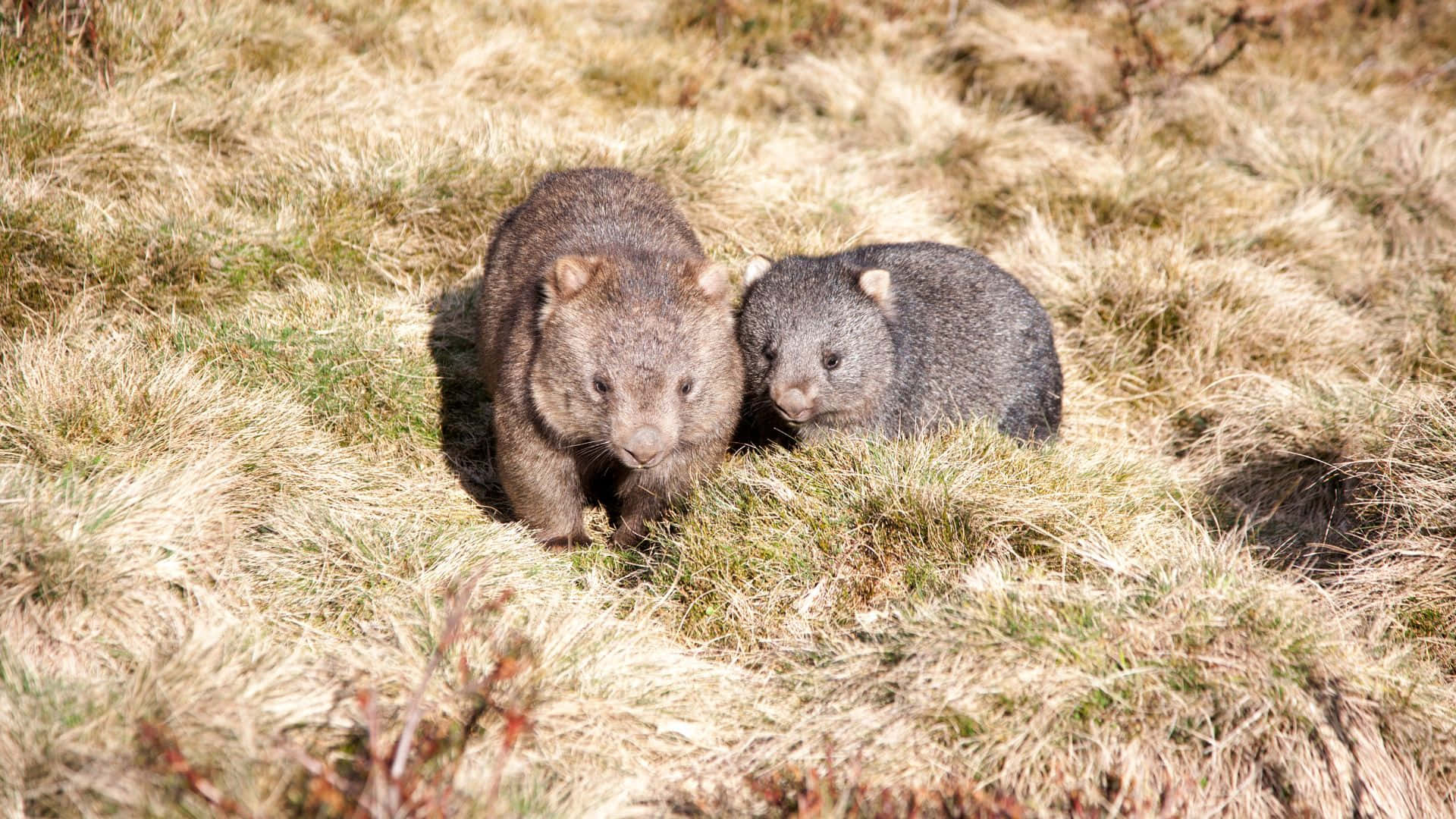 wombats, gray fur, dry grass, Full HD Desktop Wallpaper