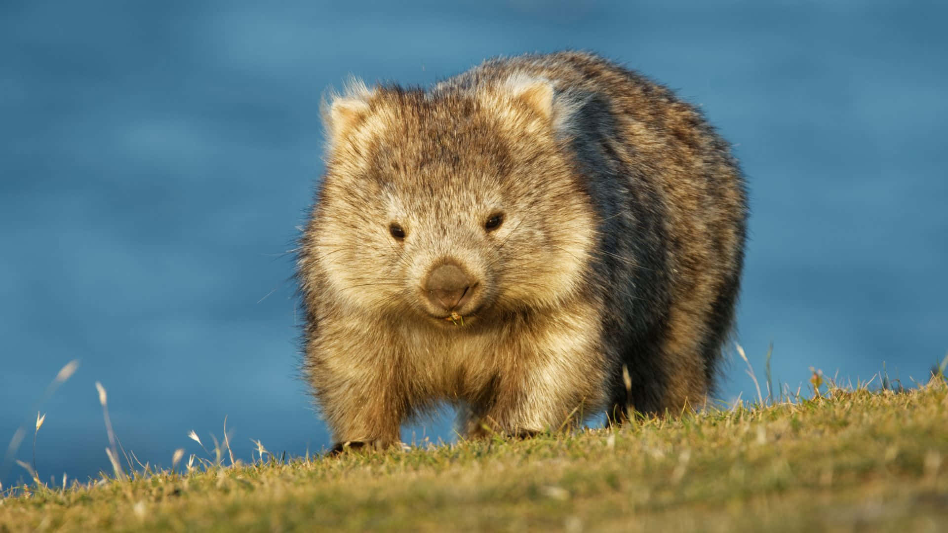wombat, natural habitat, furry, Full HD Desktop Wallpaper