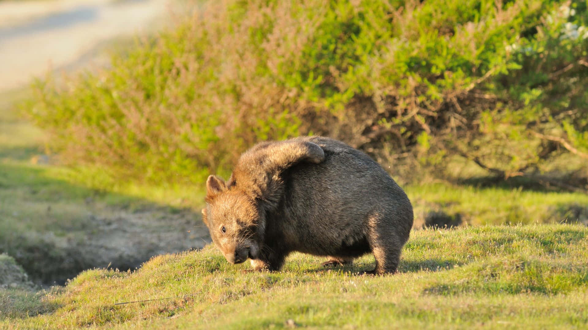 wombat, sunlit field, green bushes, Full HD Desktop Wallpaper