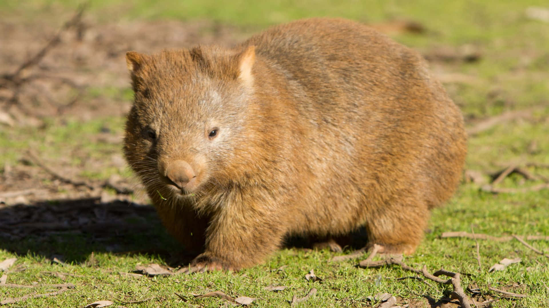 wombat, natural habitat, green grass, Full HD Desktop Wallpaper