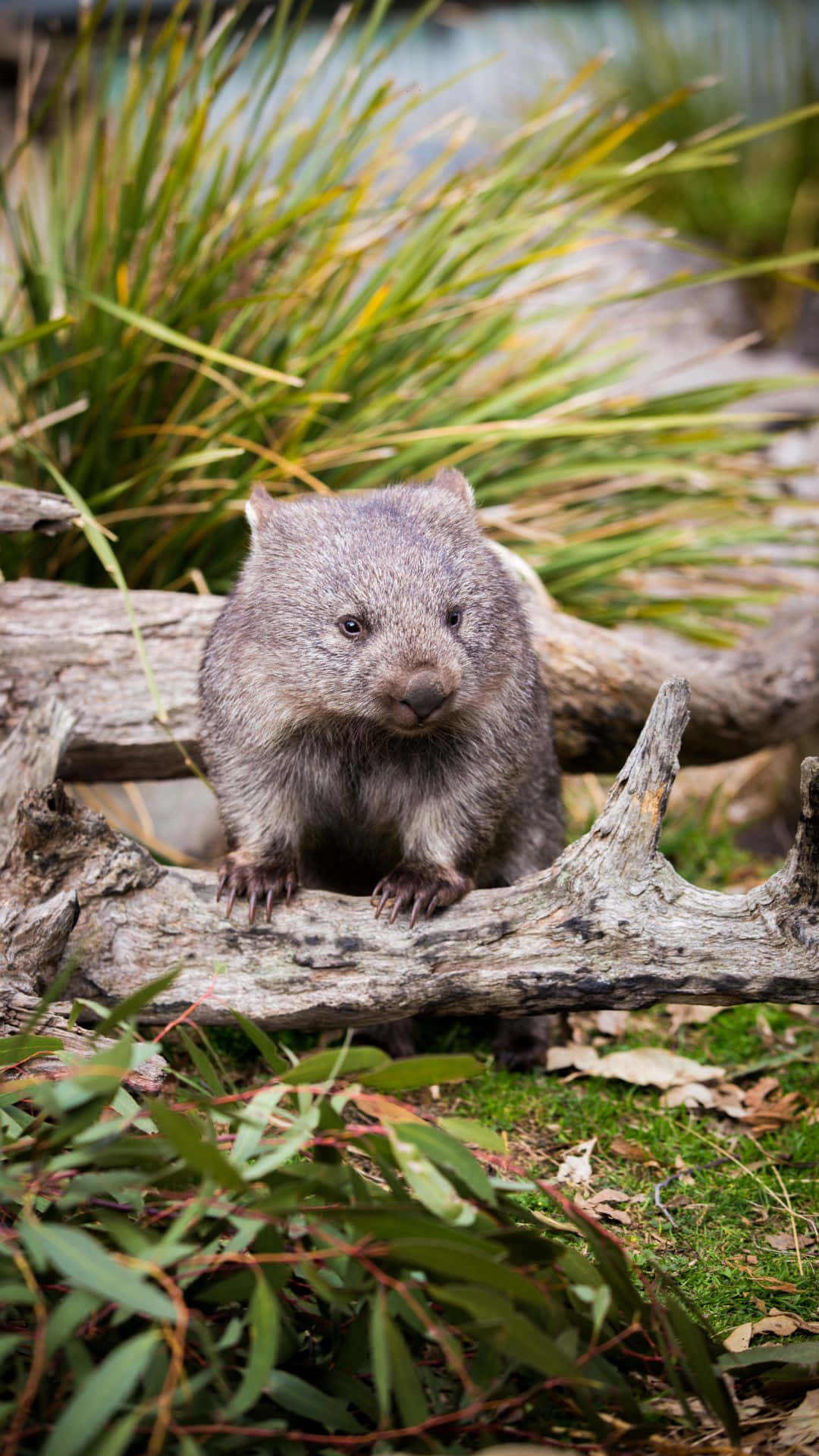 wombatin, natural habitat, gray wombat, Full HD Phone Wallpaper