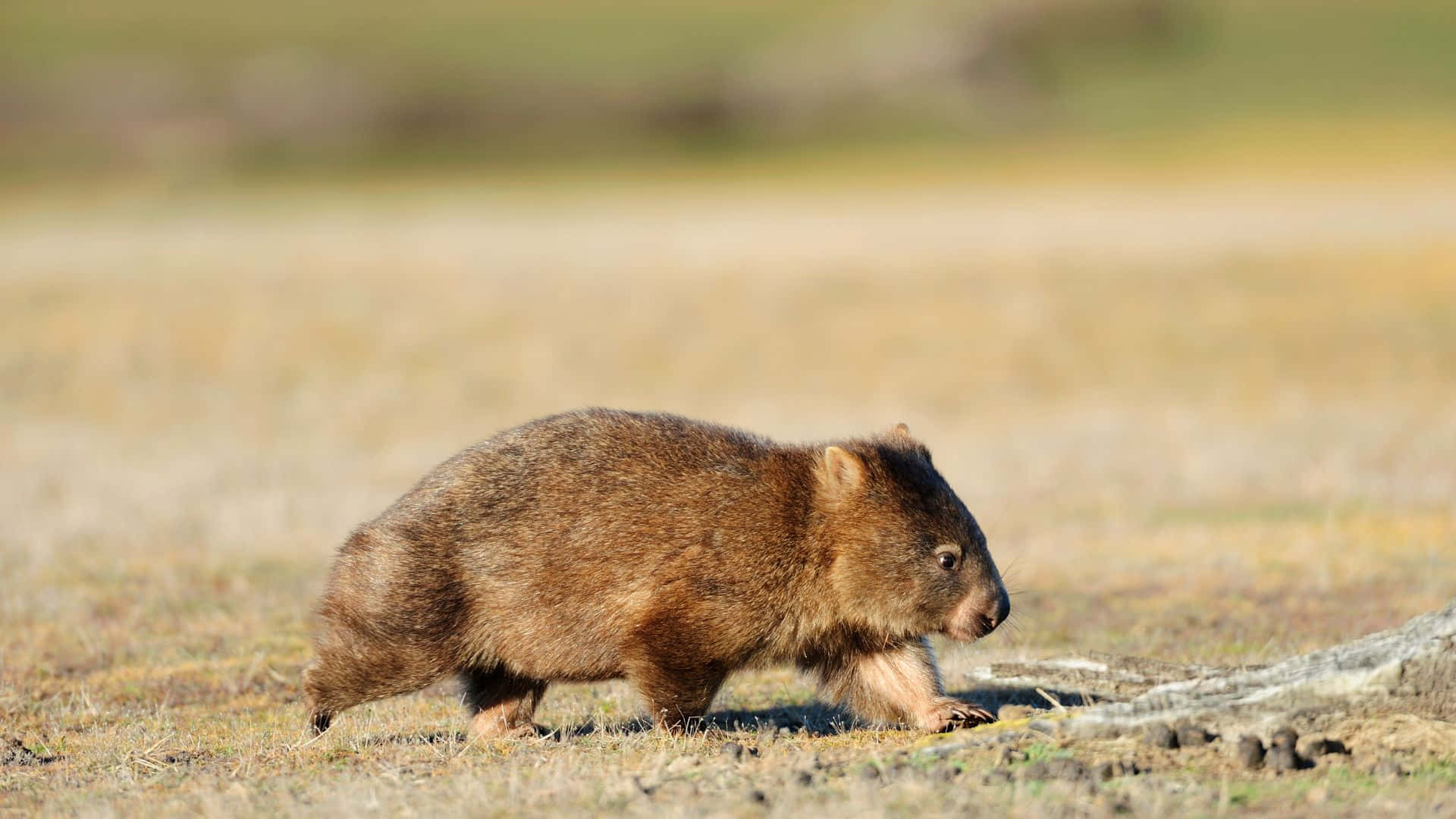 wombat, furry brown, dry grass, Full HD Desktop Wallpaper