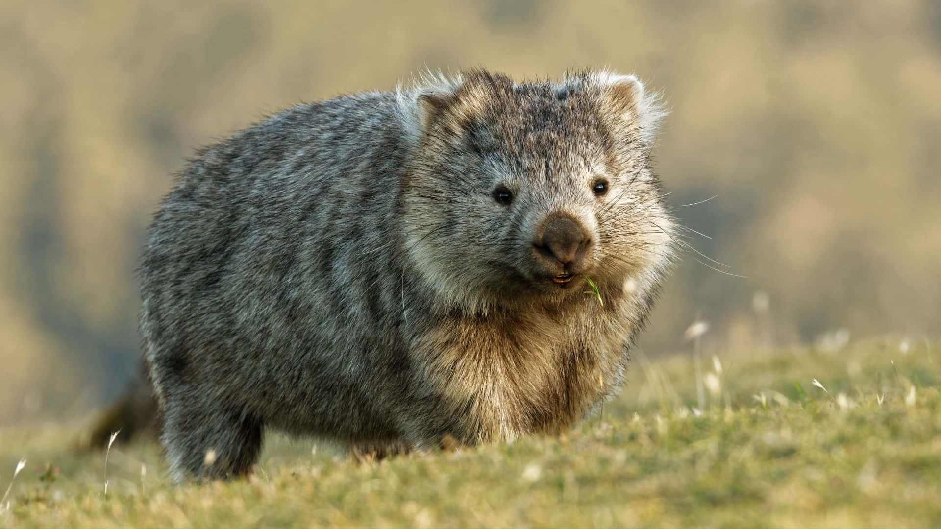wombat, grassy terrain, soft sunlight, Full HD Desktop Wallpaper