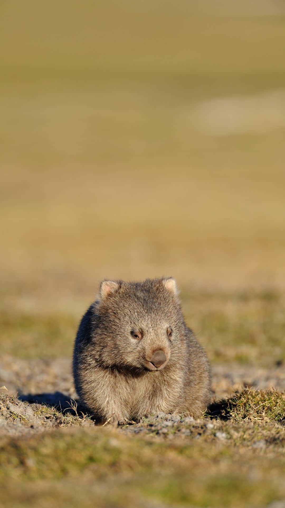 wombat, grassy field, sunlit, Full HD Phone Wallpaper