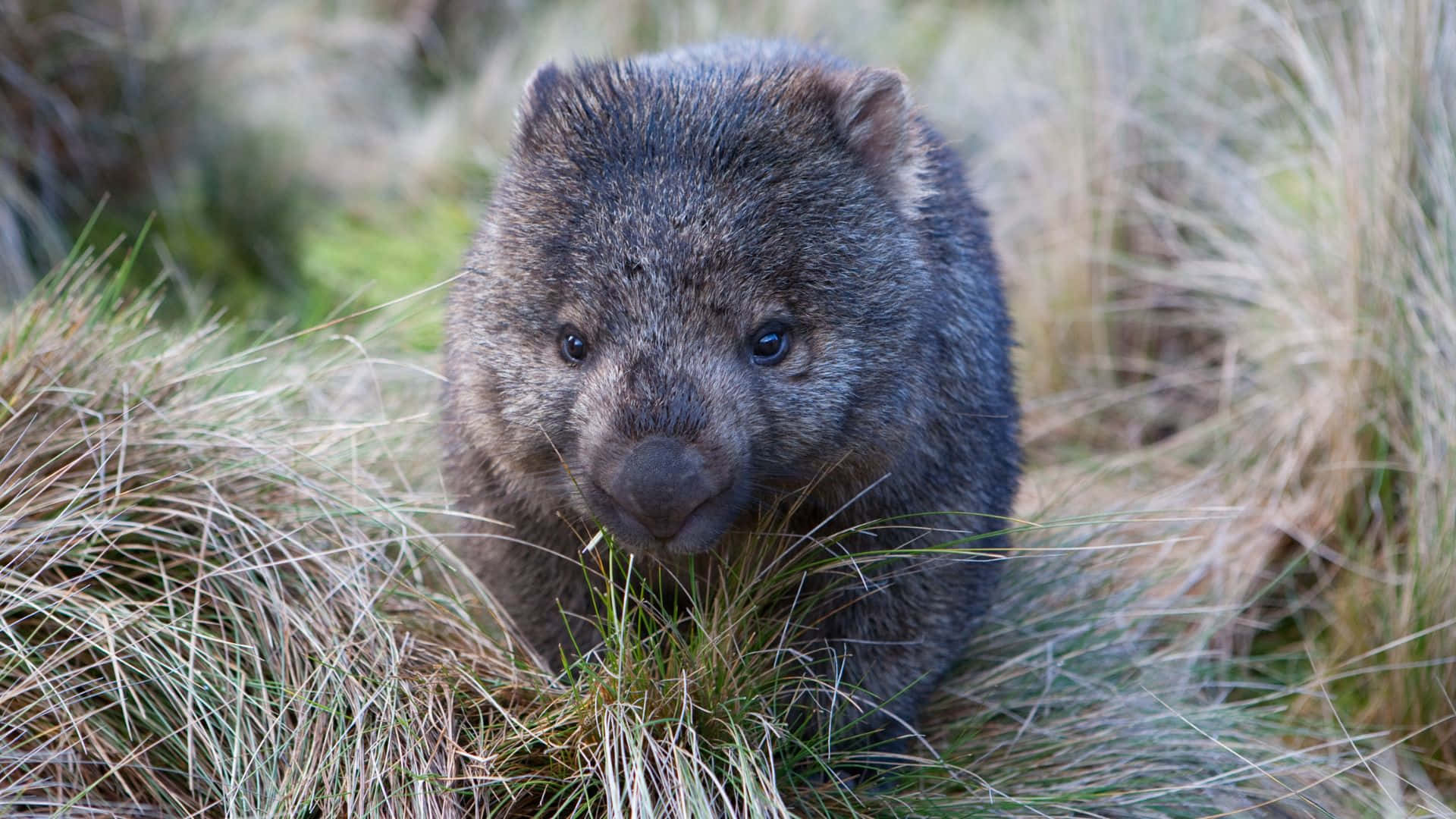 wombat, grassland, tall dry grass, Full HD Desktop Wallpaper