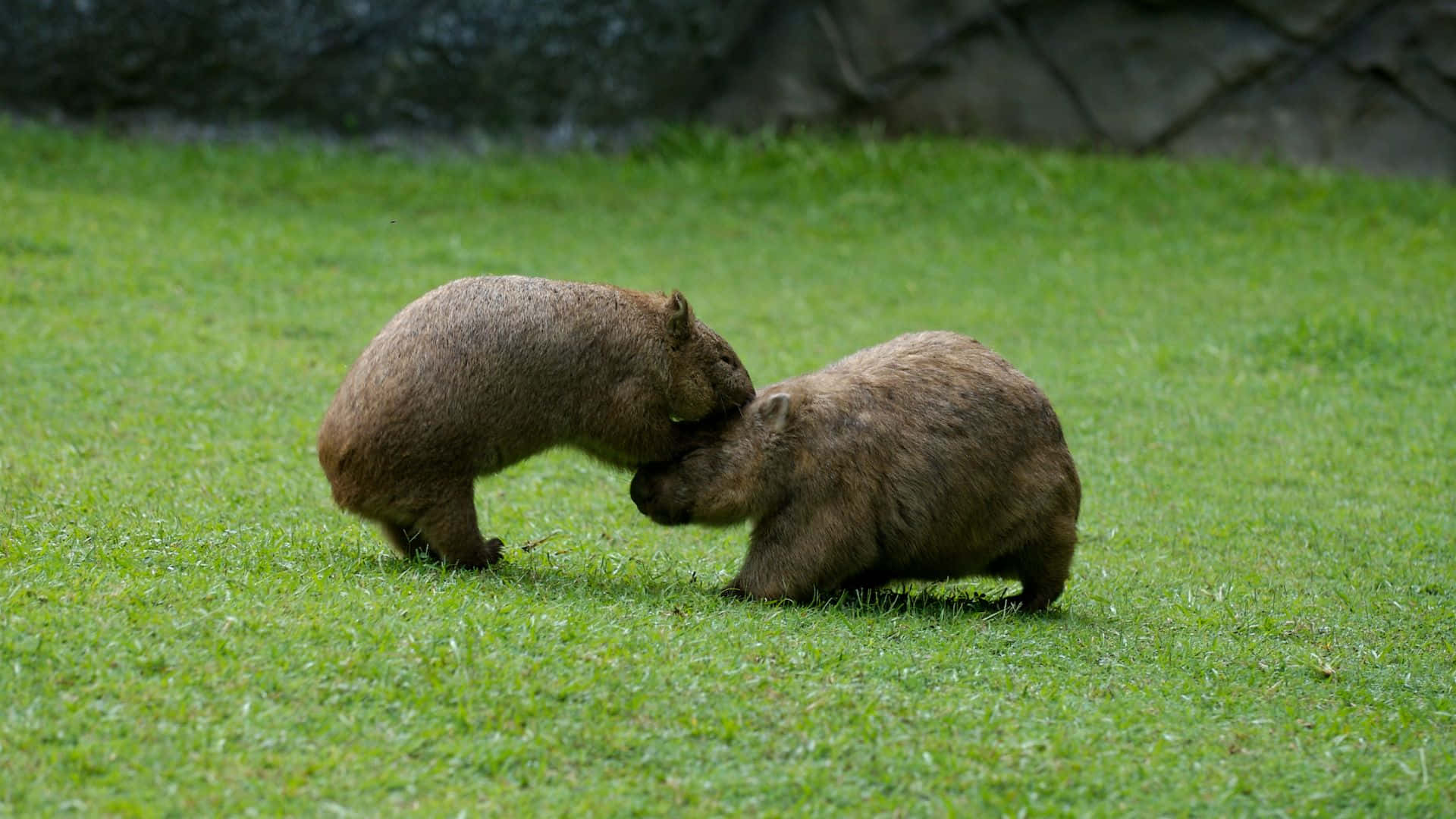 wombats, grassland, vibrant green lawn, Full HD Desktop Wallpaper