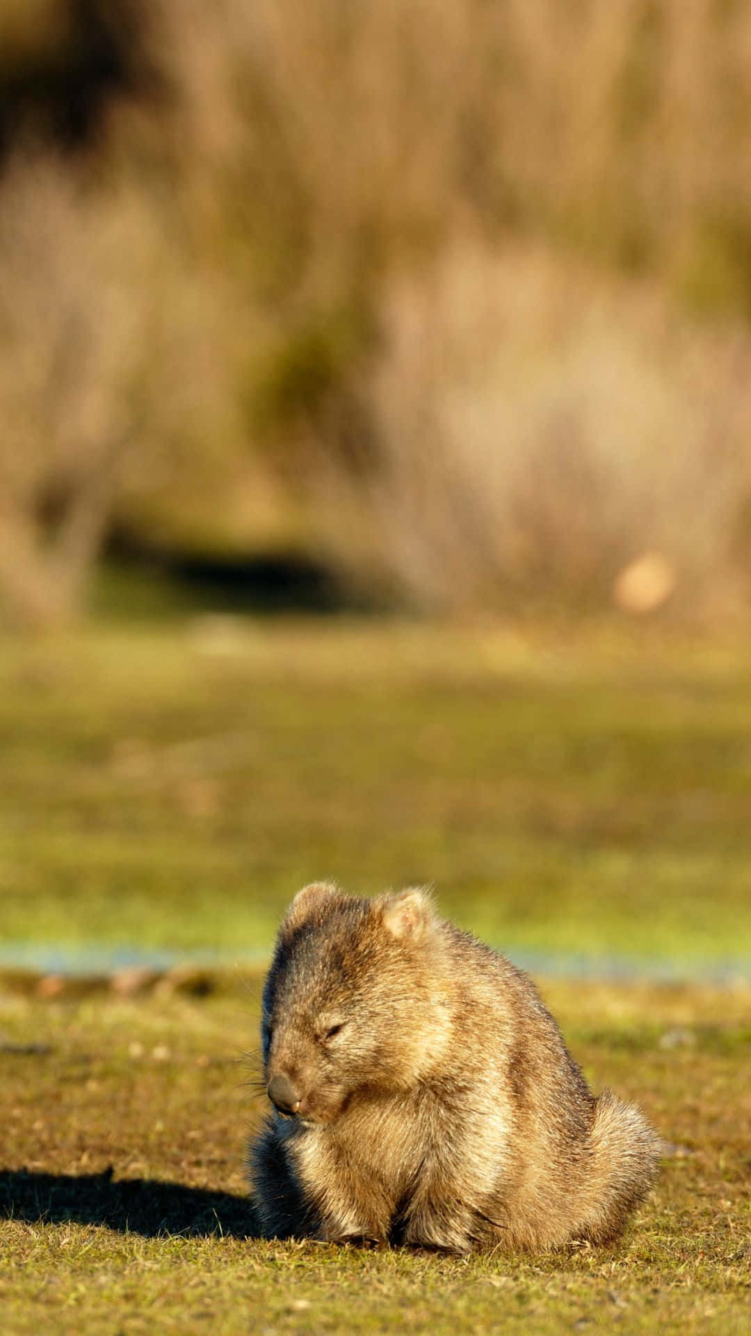 wombat, fluffy brown, grass, Full HD Phone Wallpaper