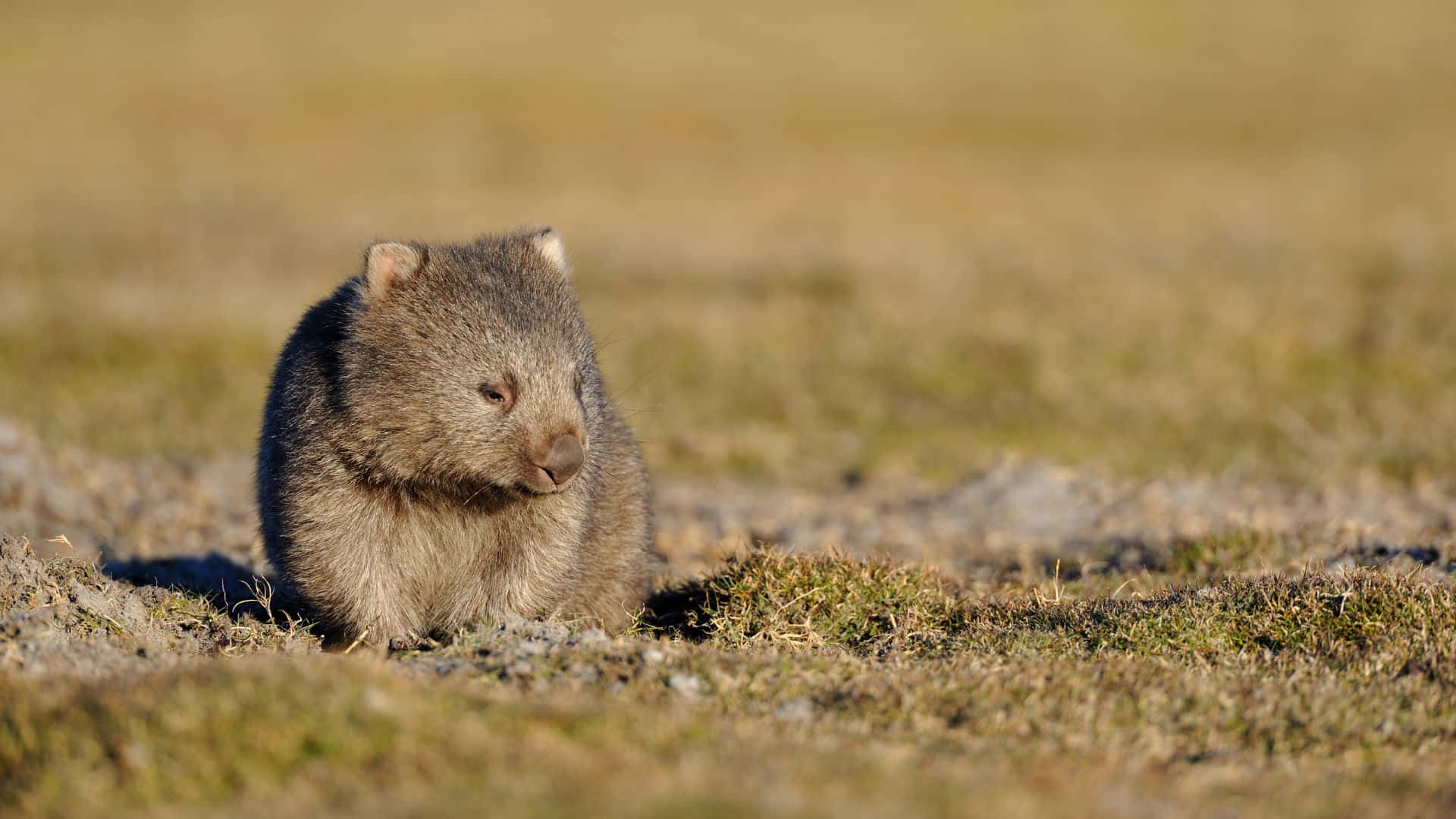 wombat, grassland, sunlit grassy field, Full HD Desktop Wallpaper