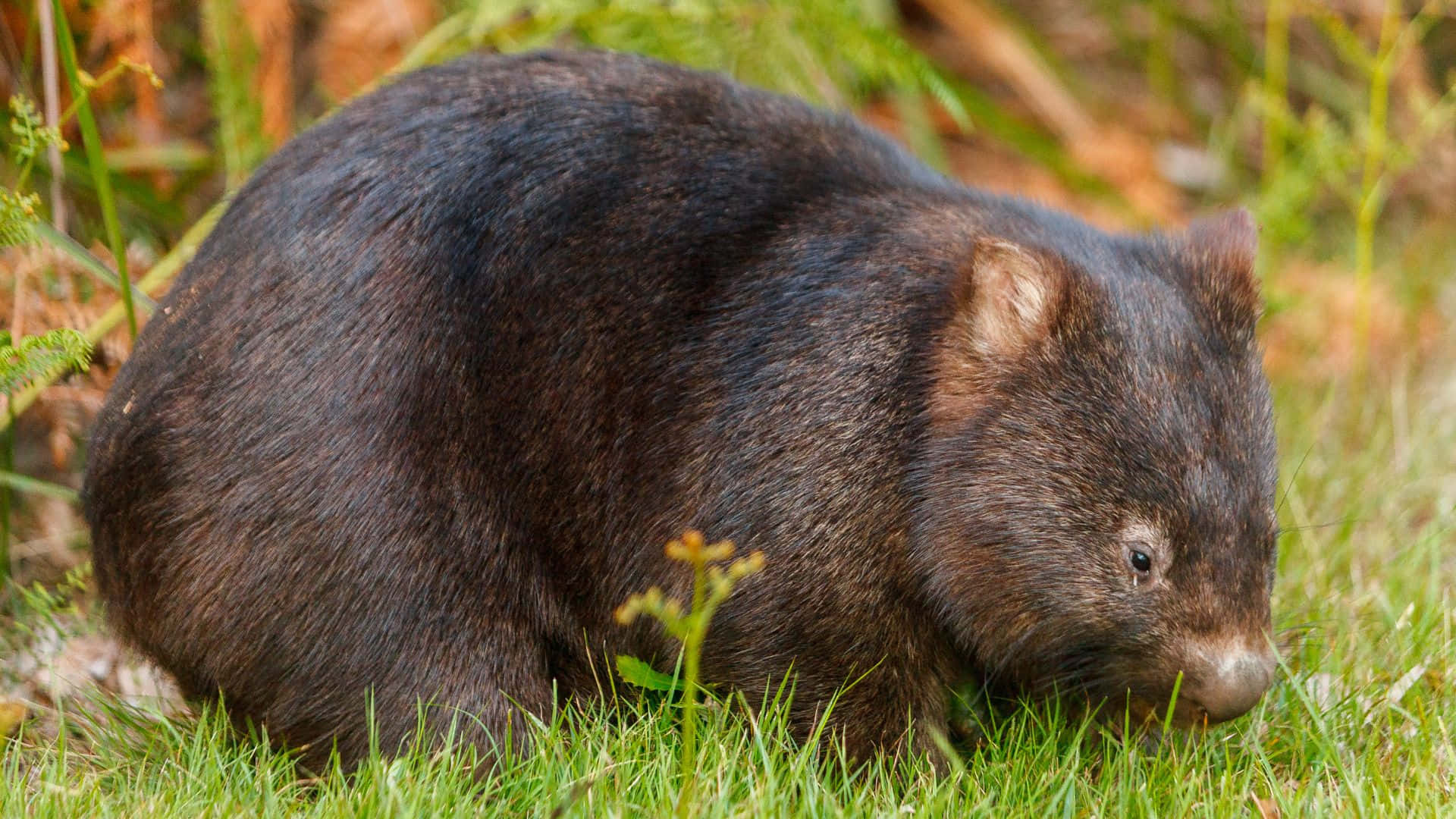 common wombat, furry brown wombat, vibrant green grass, Full HD Desktop Wallpaper