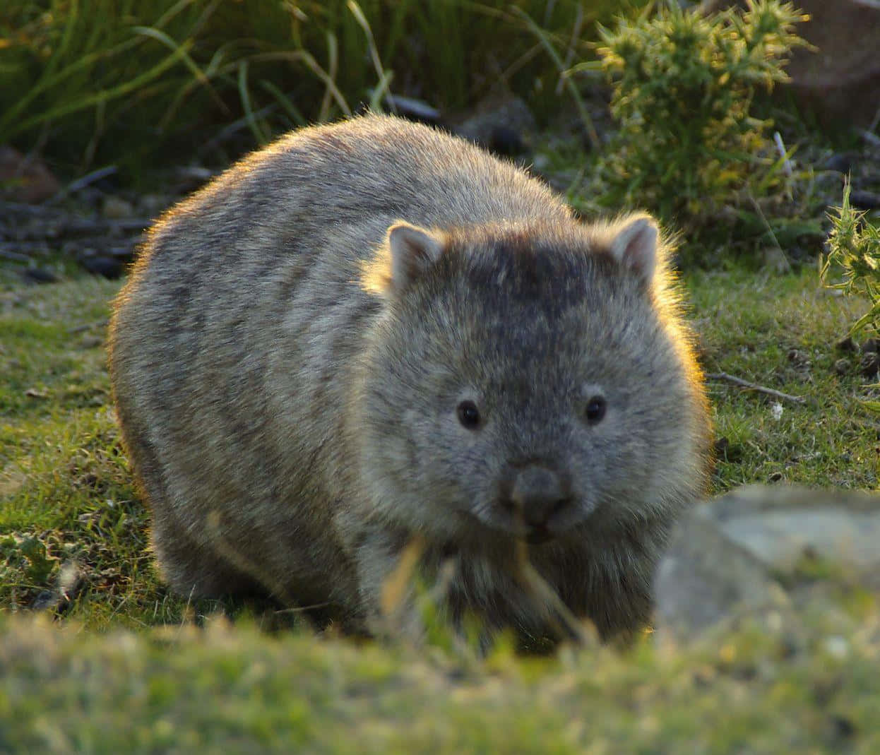 wombat, gray, green grass, SD Desktop Wallpaper