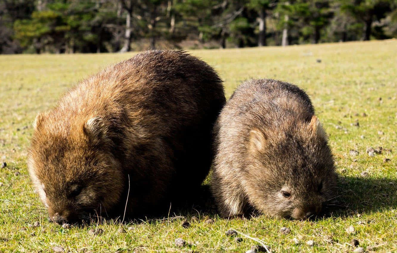 wombats, grassland, sunlit, HD Desktop Wallpaper