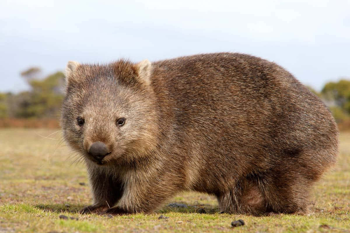 wombat, furry brown, grassy terrain, SD Desktop Wallpaper