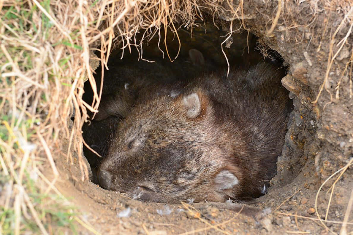 wombat, burrow, dry grass, SD Desktop Wallpaper