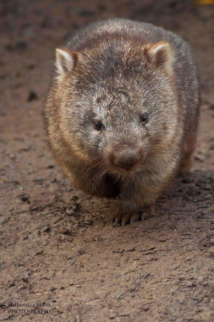 wombat, furry brown, muddy ground, SD Phone Wallpaper