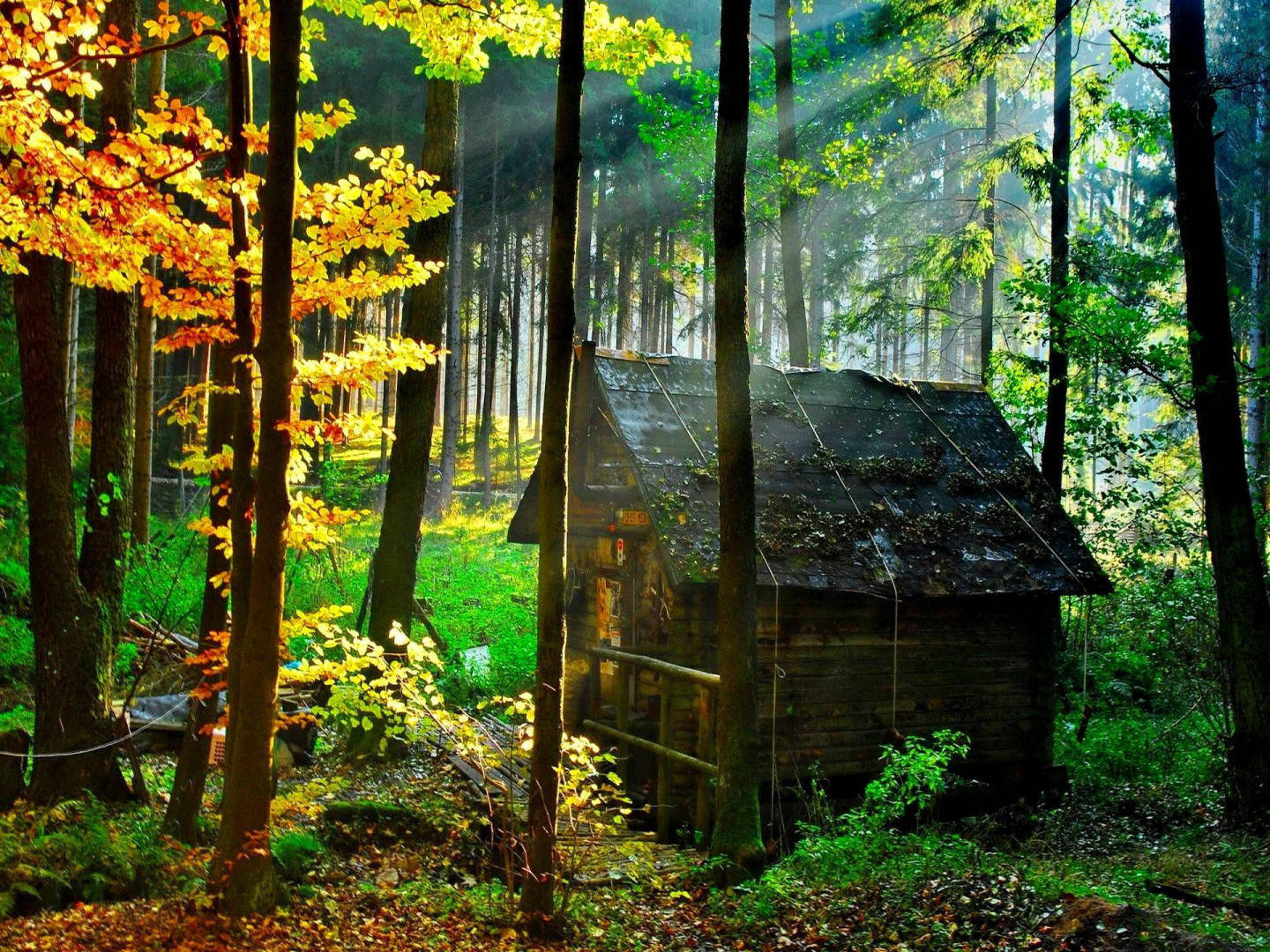 small wooden house, autumn trees, rustic wooden cabin, HD Desktop Wallpaper