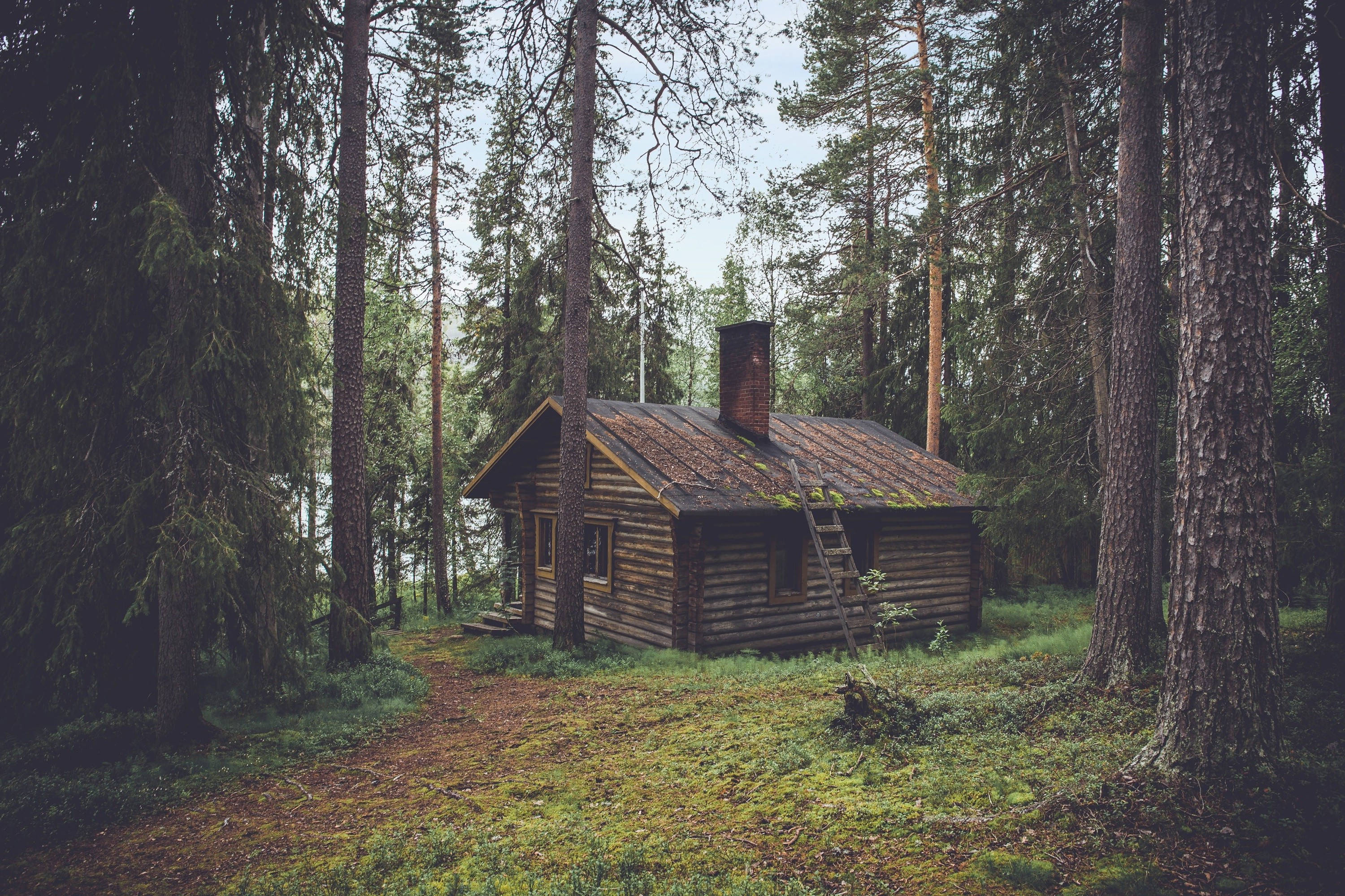 old wooden house, tall pine trees, mossy forest clearing, 2K Desktop Wallpaper