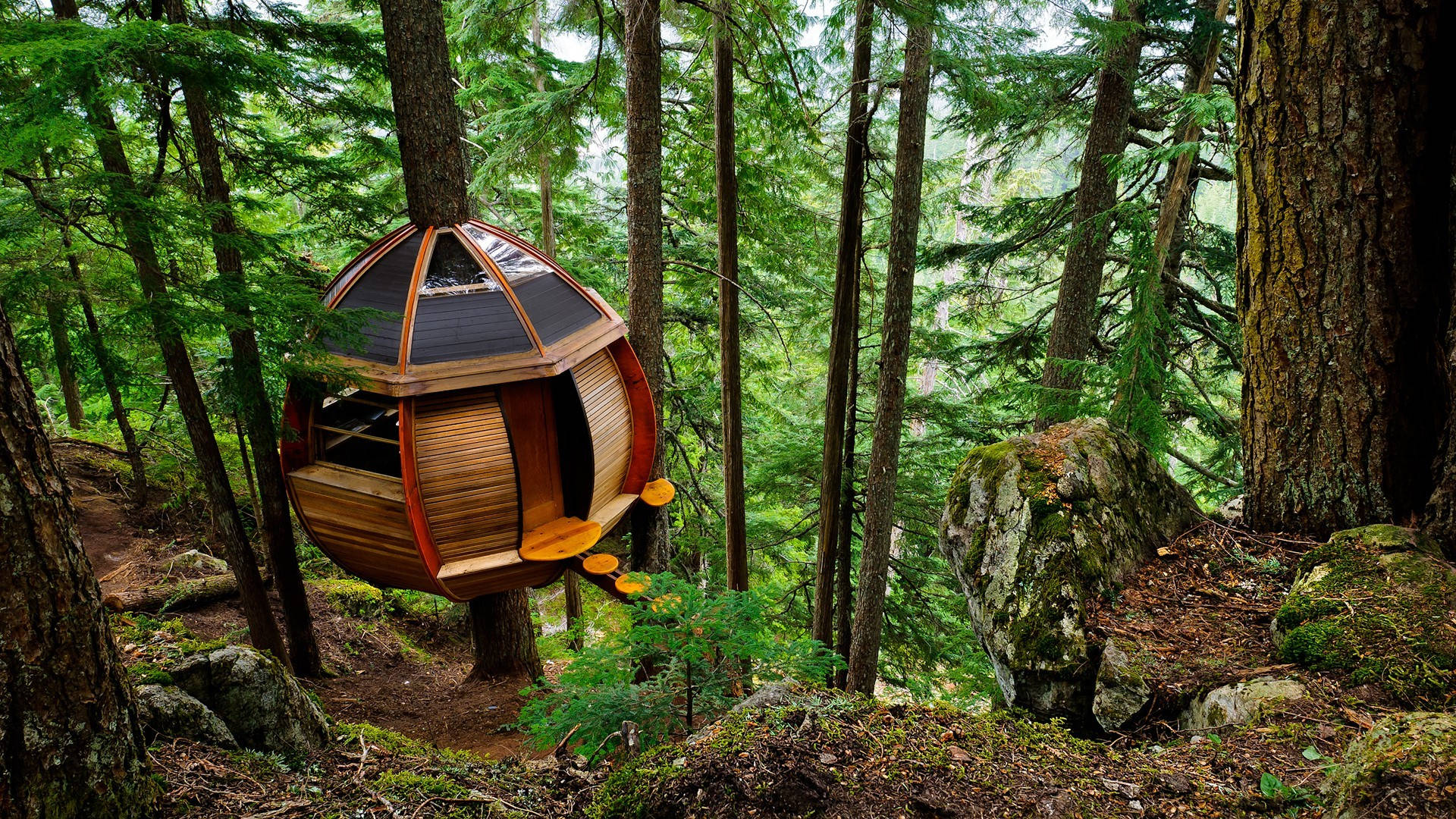 circular wood tree house, pine trees, lush green forest, Full HD Desktop Wallpaper