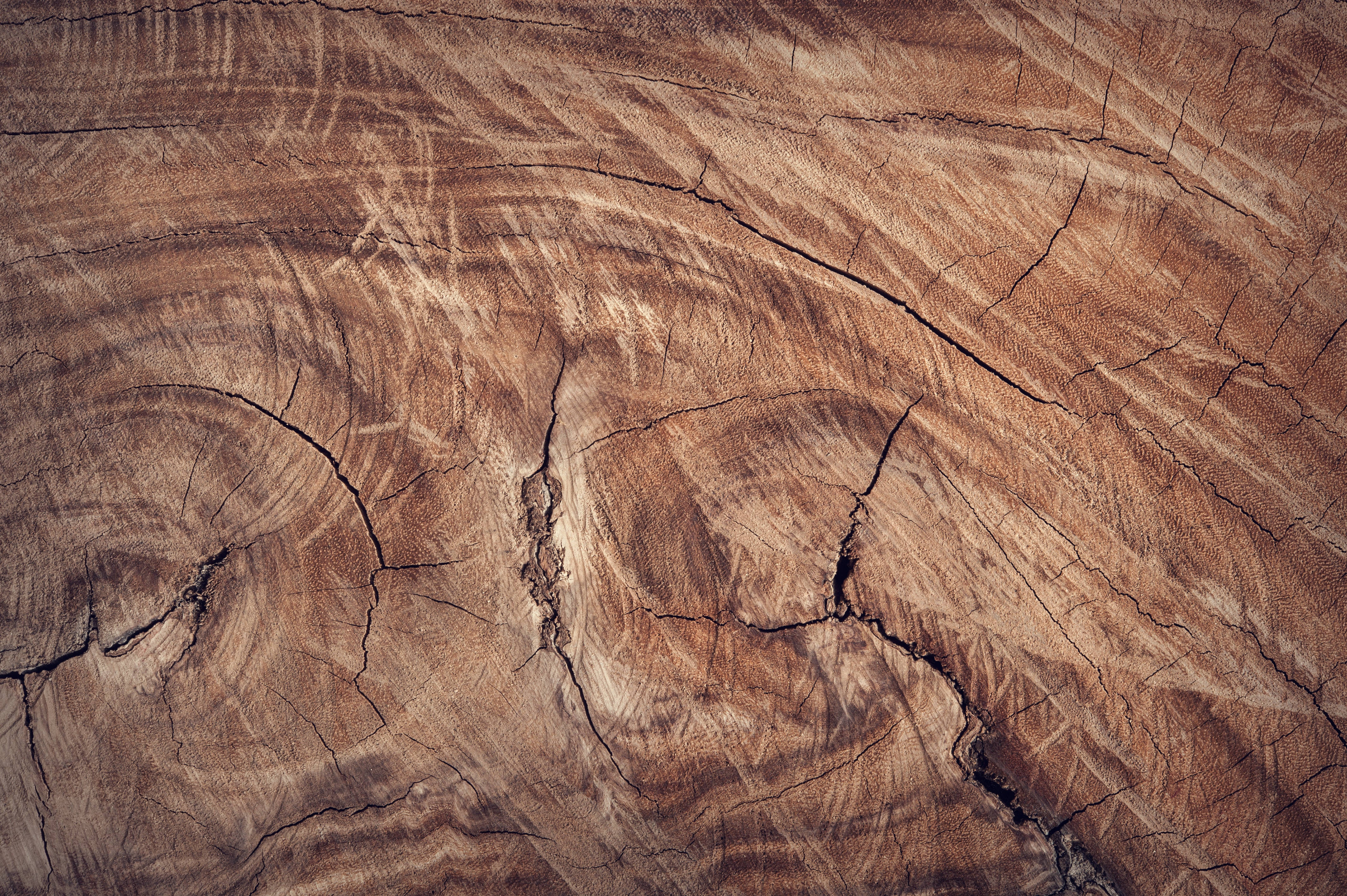 wooden cut section, weathered tree stump, deep cracks, 4K Desktop Wallpaper