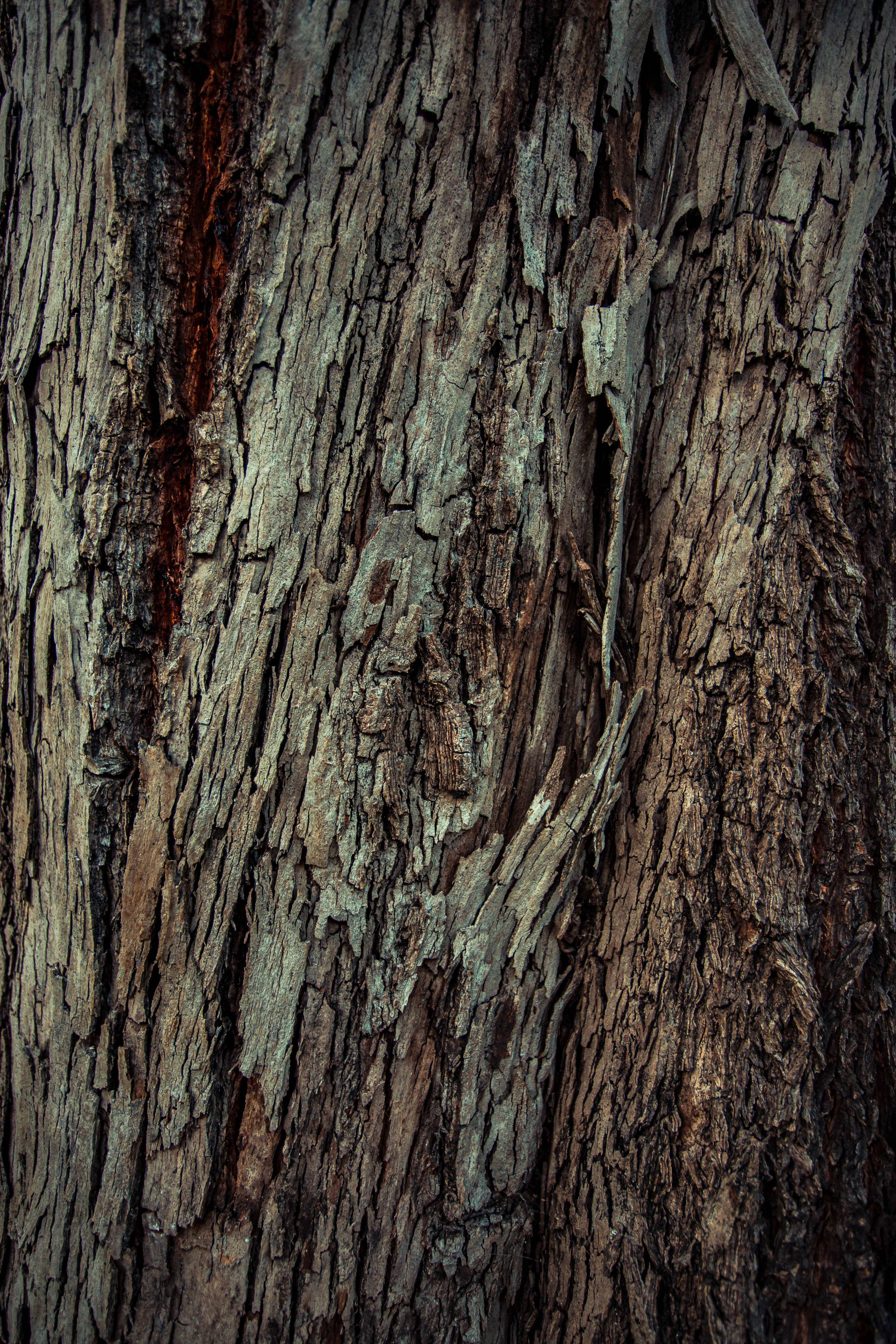 wood bark, tree bark, deep grooves, 5K Phone Wallpaper