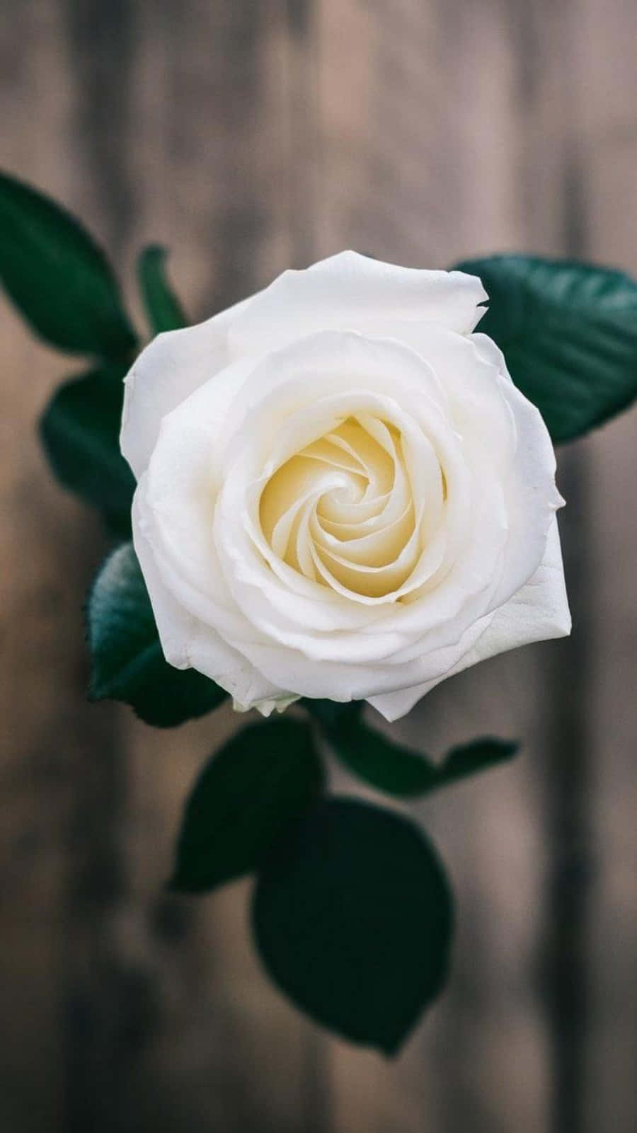 white roses, iPhone, wood, HD Phone Wallpaper