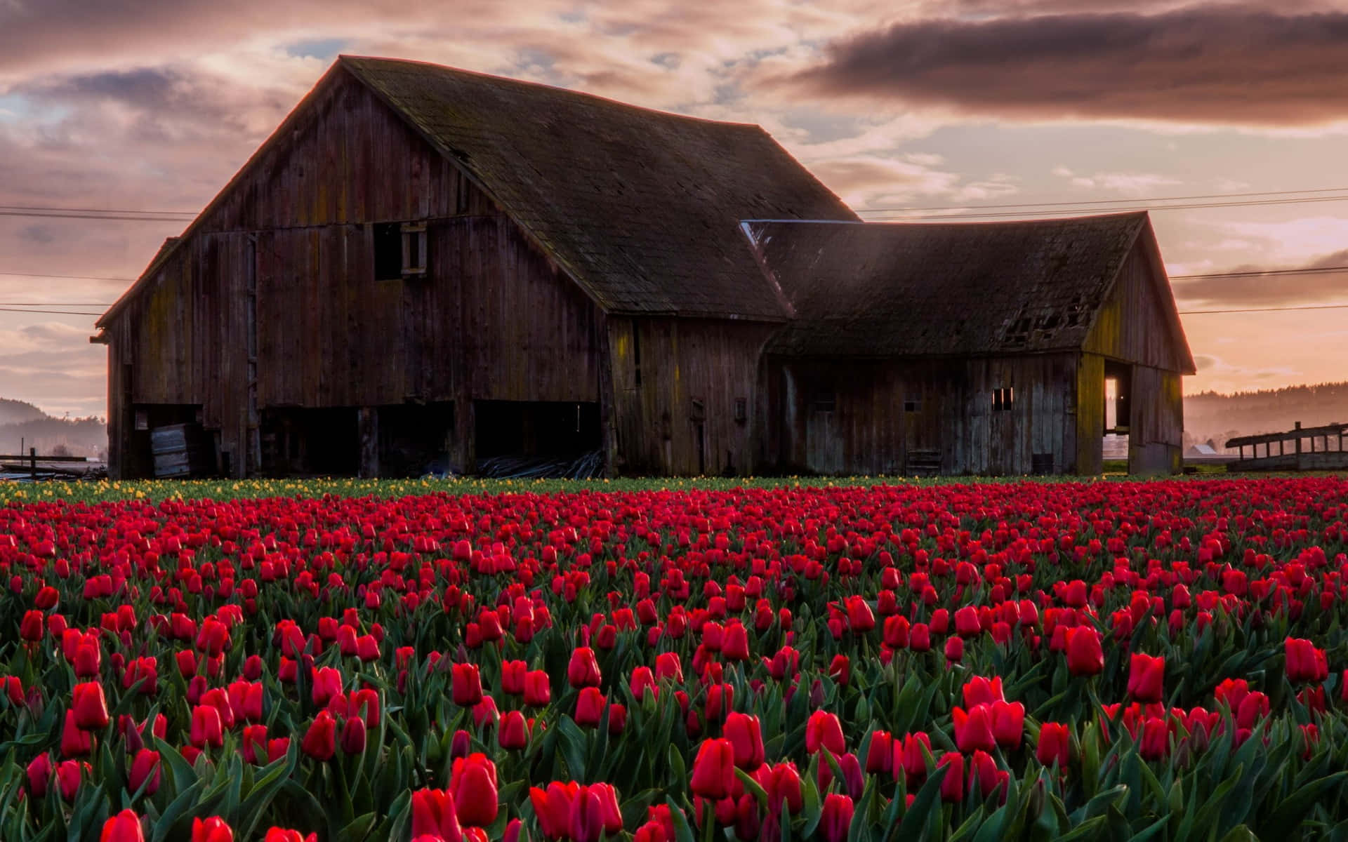 wooden barn, vast field of vibrant red tulips, dramatic sunset sky, Full HD Desktop Wallpaper