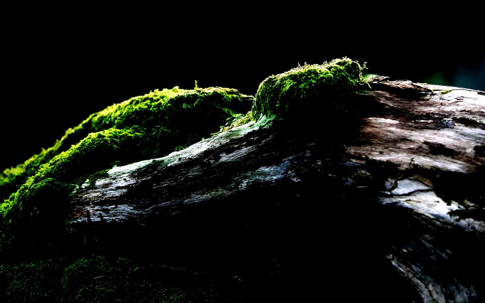 OLED Monitor, moss, weathered log, Full HD Desktop Wallpaper
