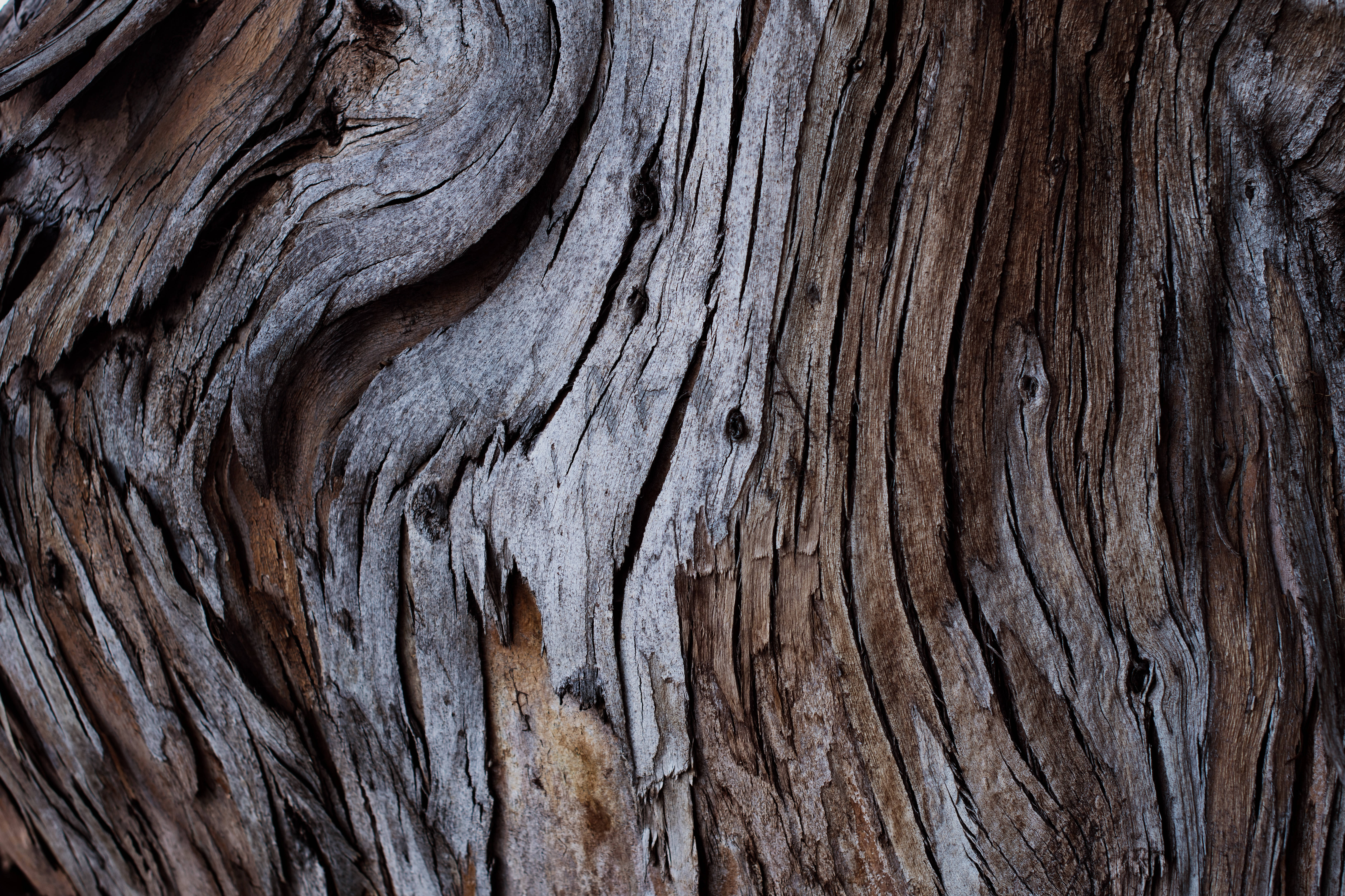 wood bark, weathered tree bark, deep grooves, 5K Desktop Wallpaper