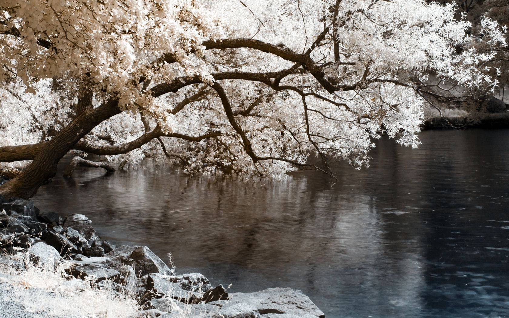 wood pond, blossoming tree, white flowers, HD Desktop Wallpaper