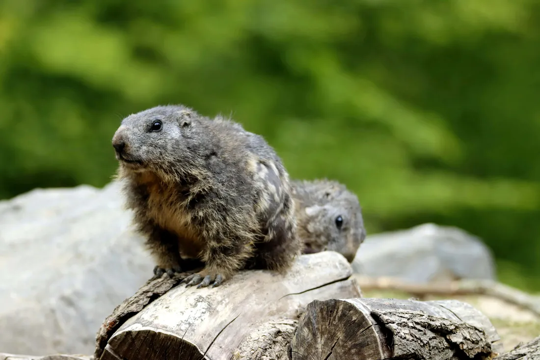 Woodchuck