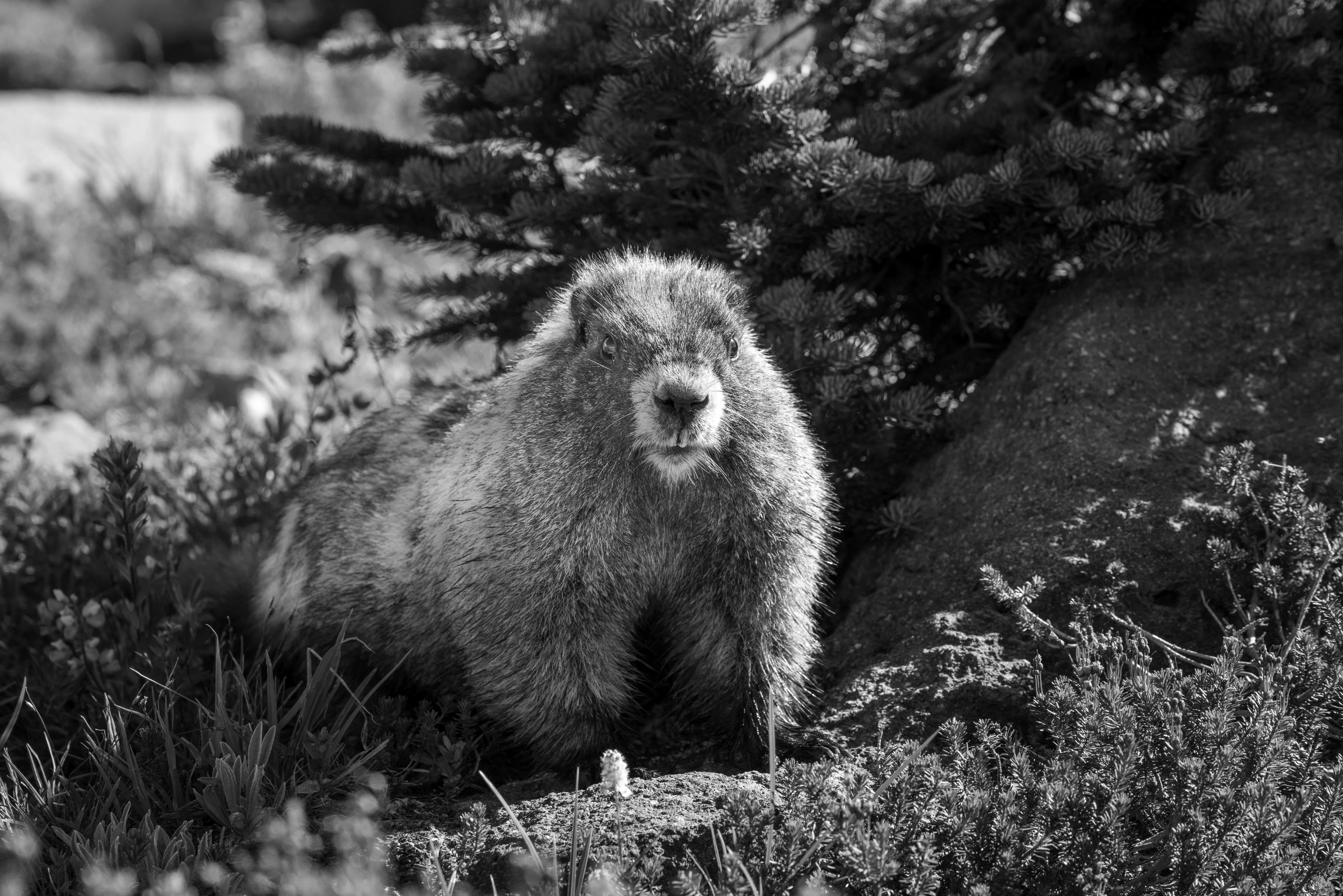 Woodchuck, black and white photo, marmot, 5K Desktop Wallpaper