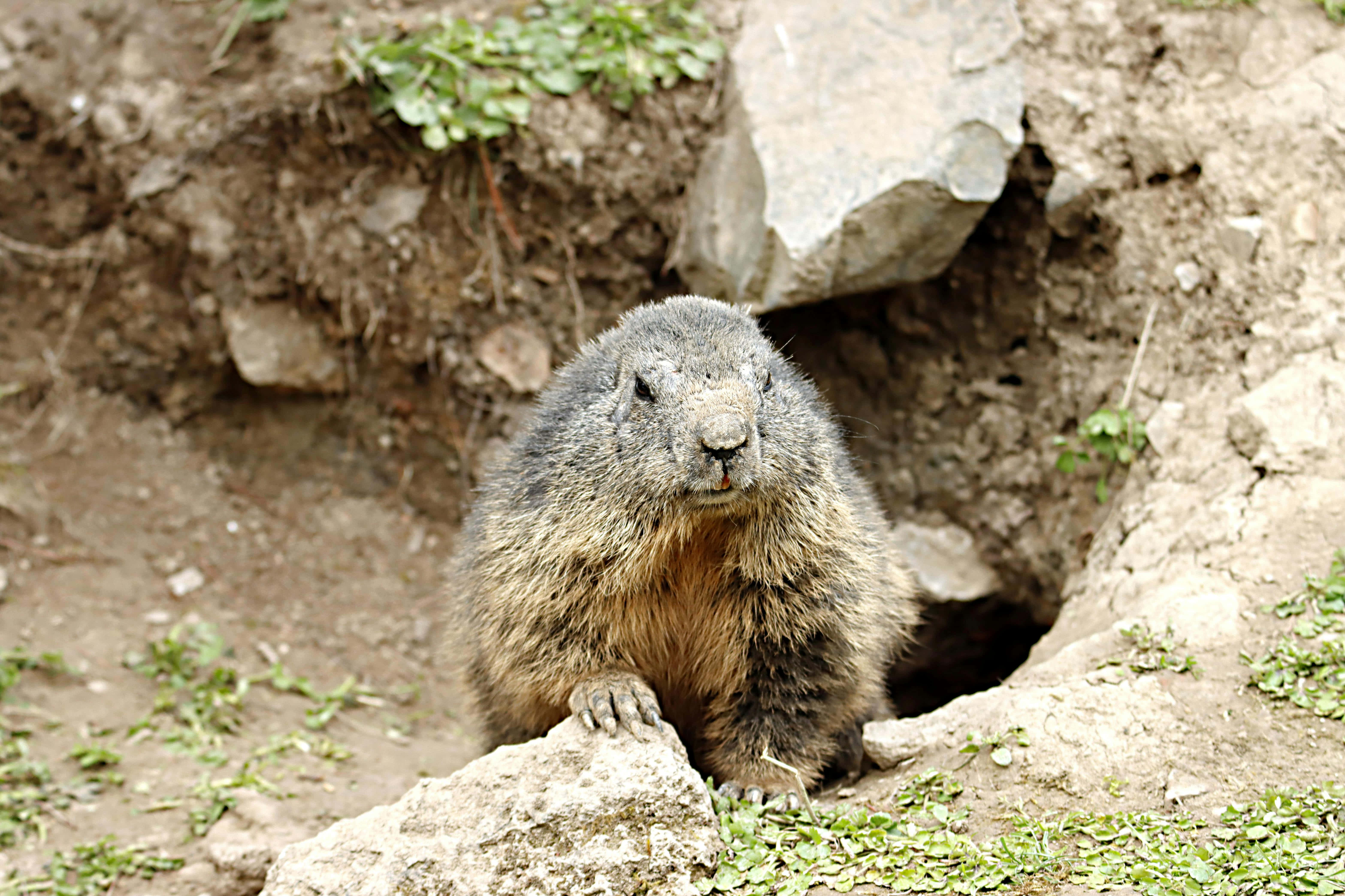 Woodchuck, rocky burrow, green moss, 5K Desktop Wallpaper