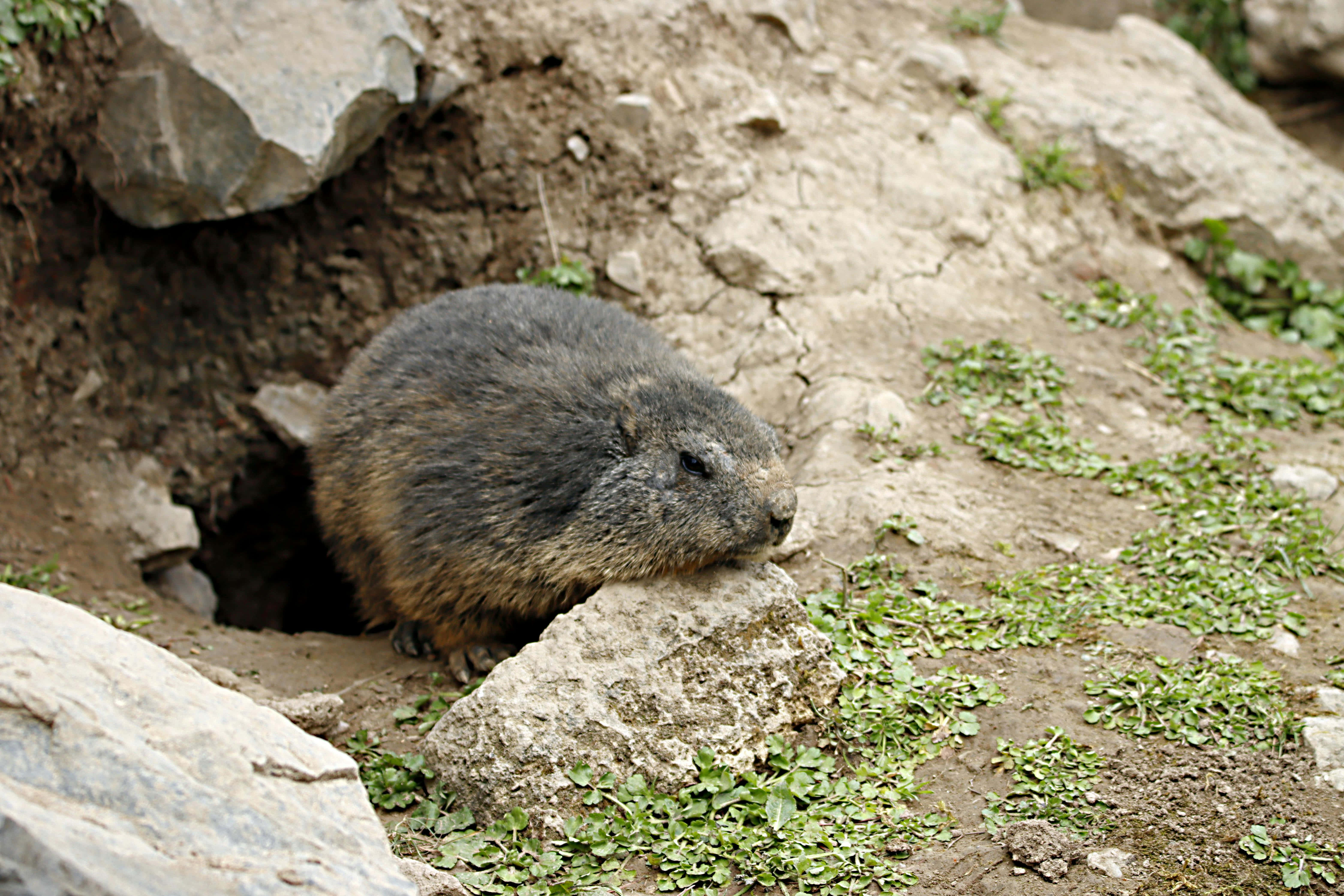Woodchuck, burrow, rocky burrow, 5K Desktop Wallpaper