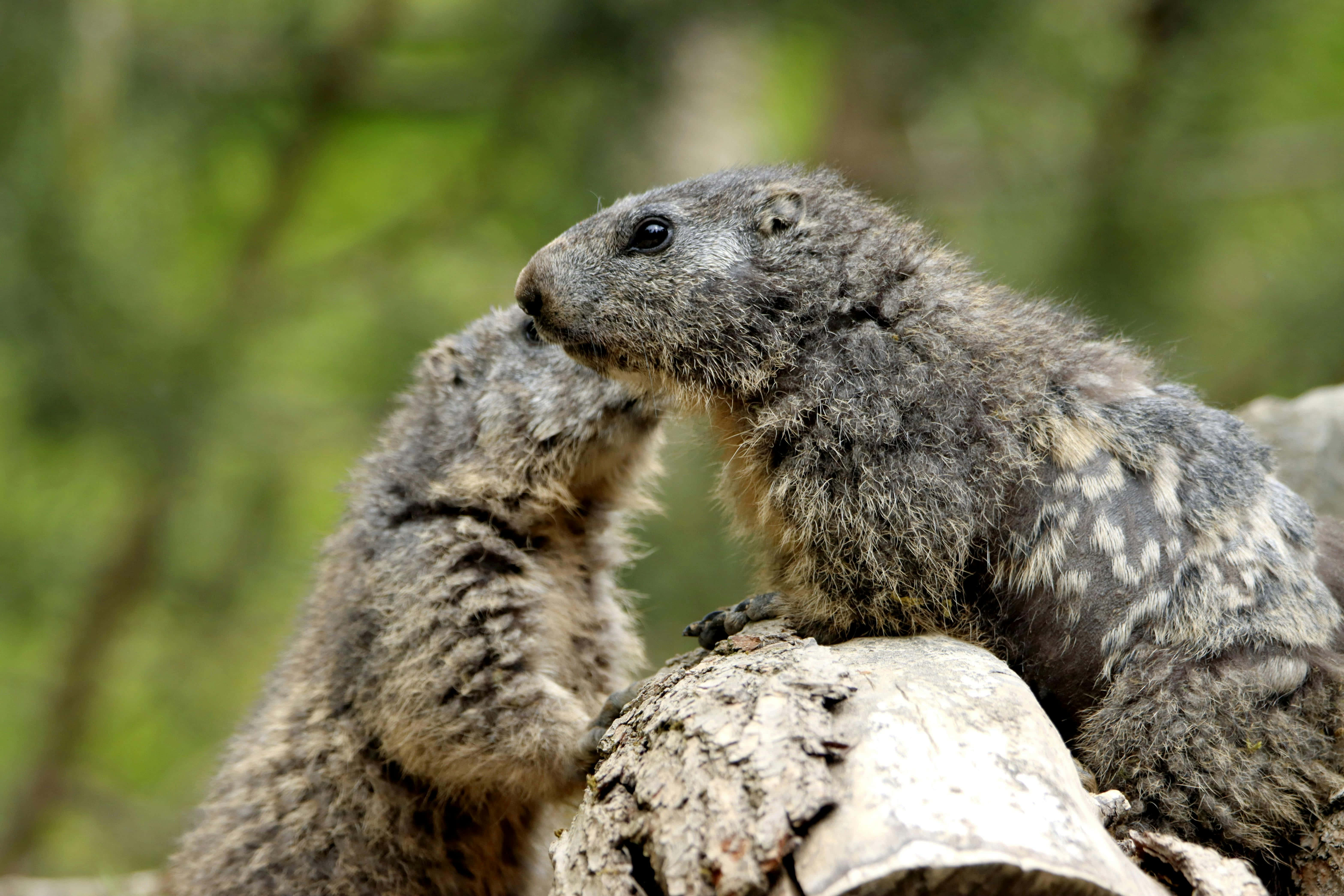 woodchuck, log, sunlit forest clearing, 5K Desktop Wallpaper