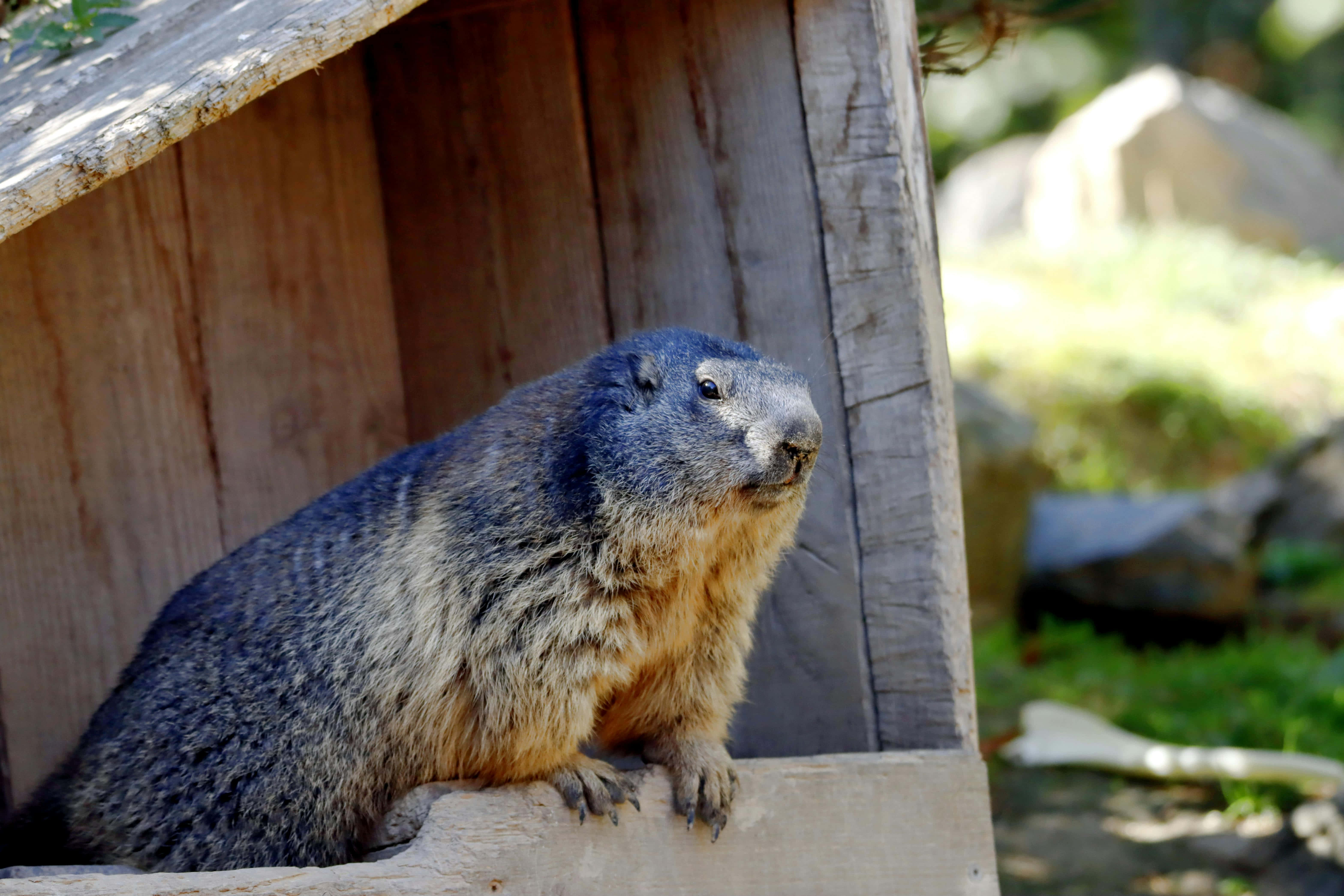 woodchuck, wooden house, gray and tan fur, 5K Desktop Wallpaper